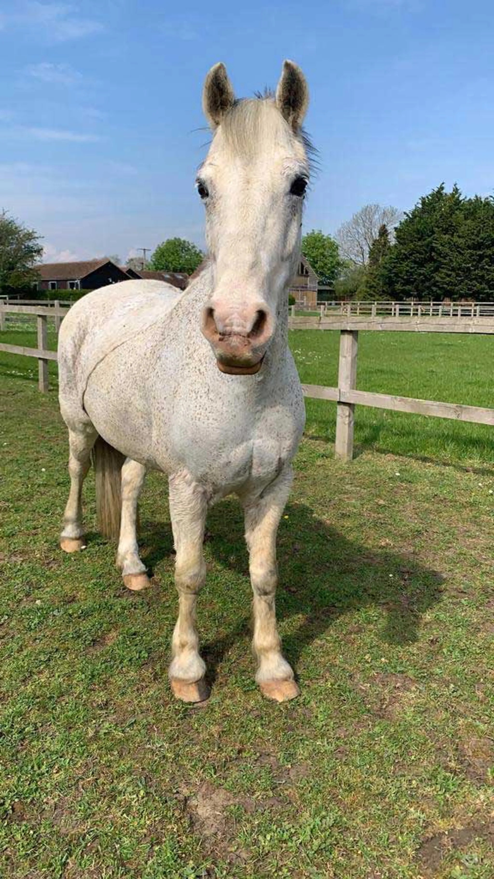 Hartwell Riding Stables Ltd.