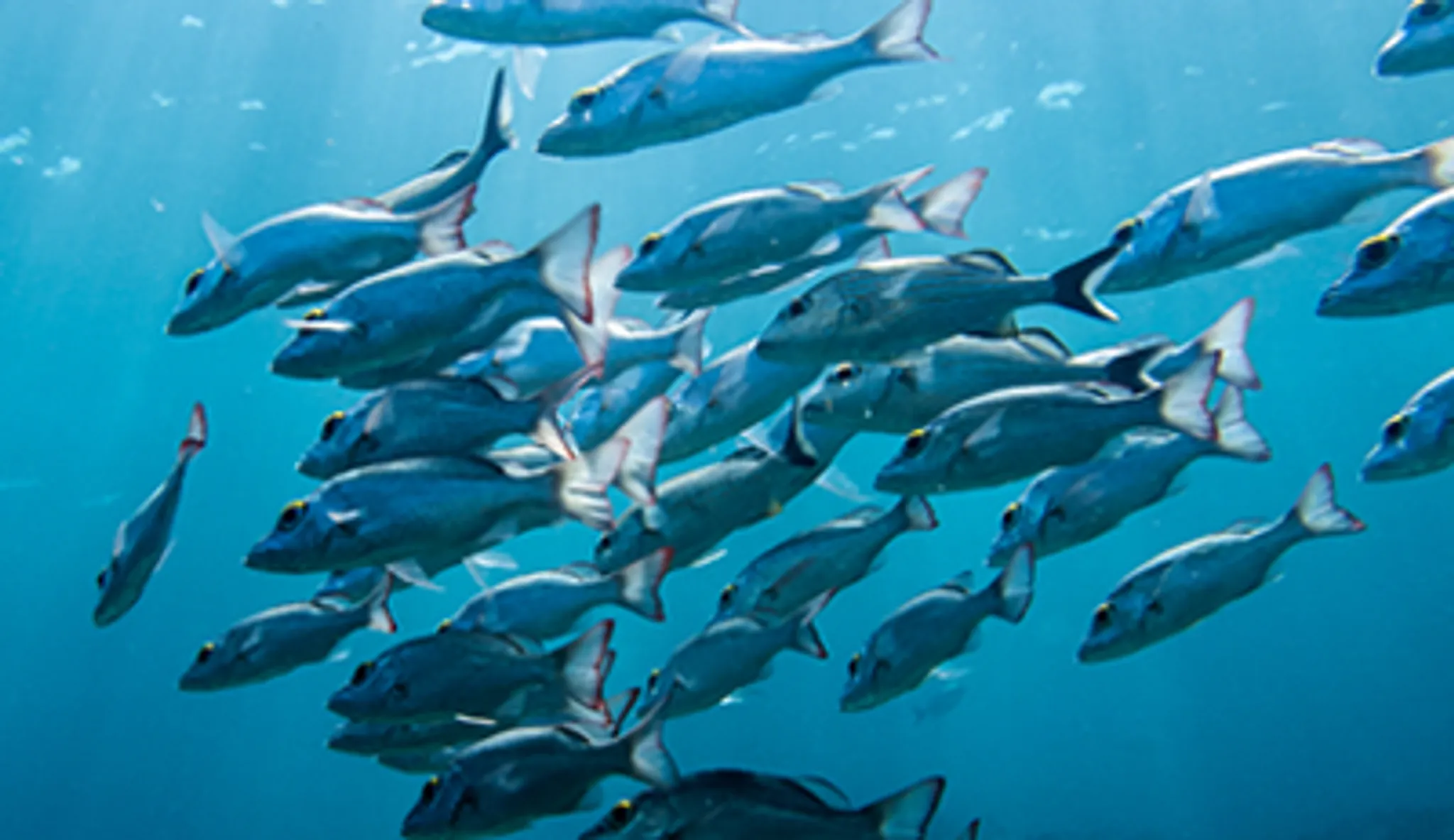 Fishing Charter Adventures in Victoria