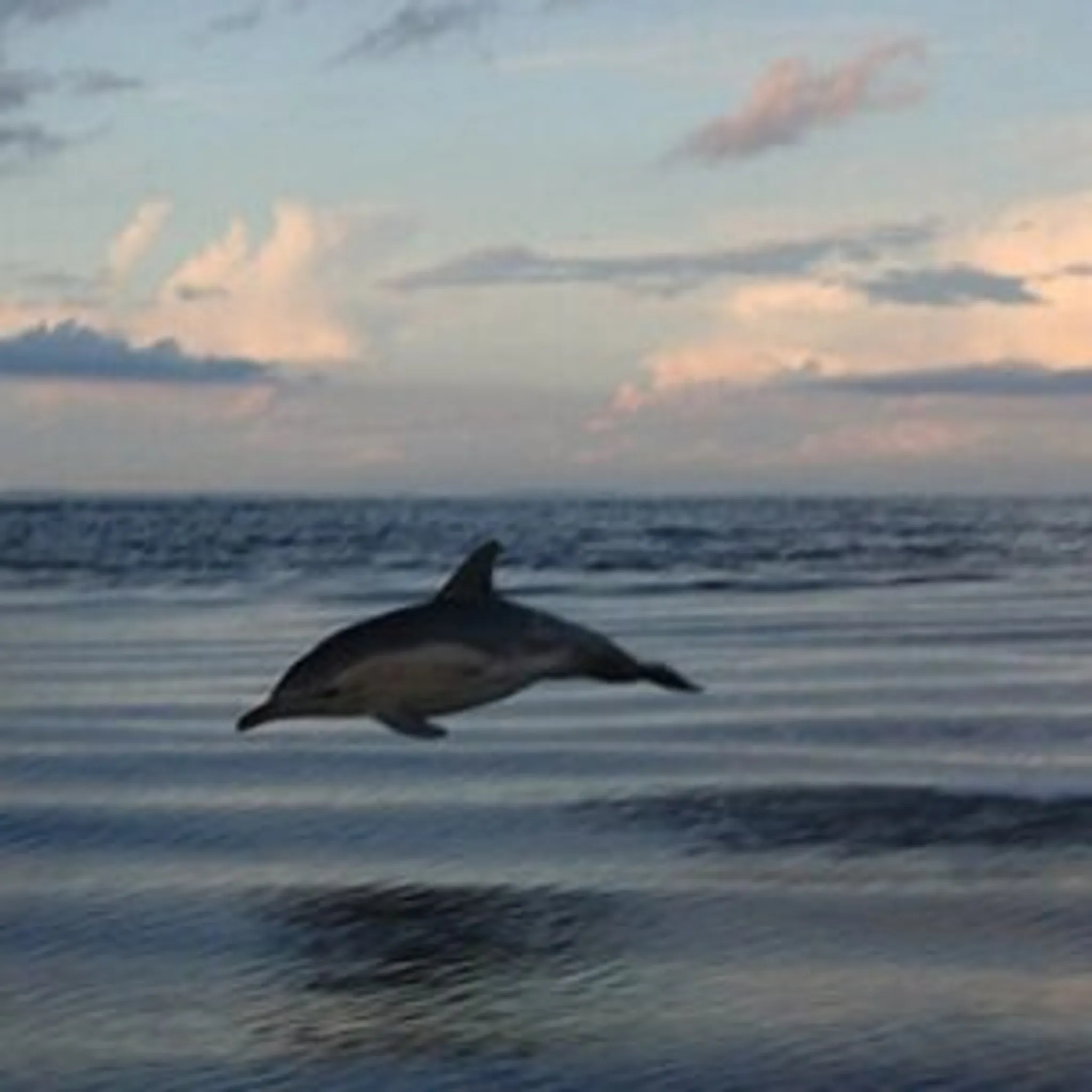 Seal, Dolphin and Sunset Cruise