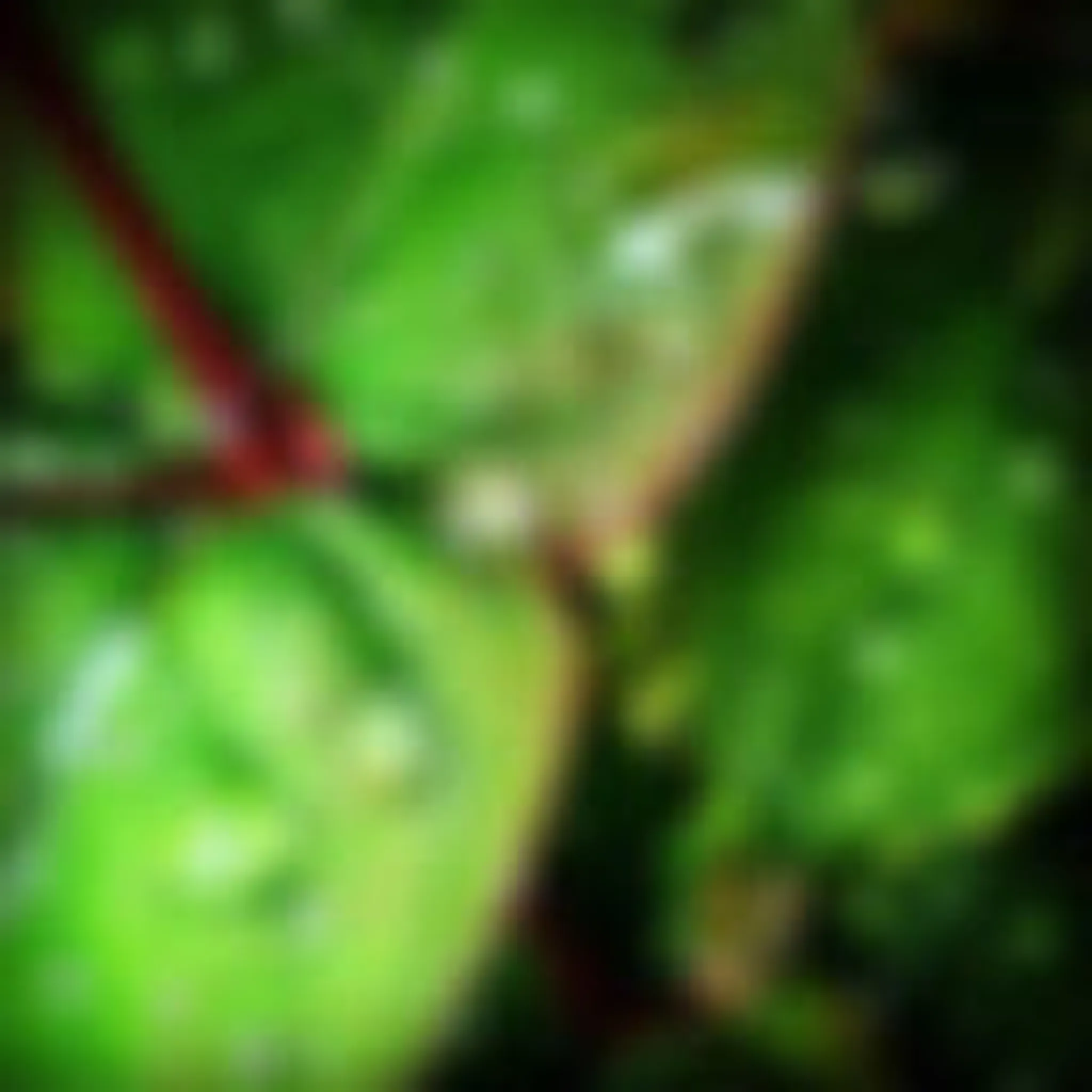 Hawk's Head Woodcraft