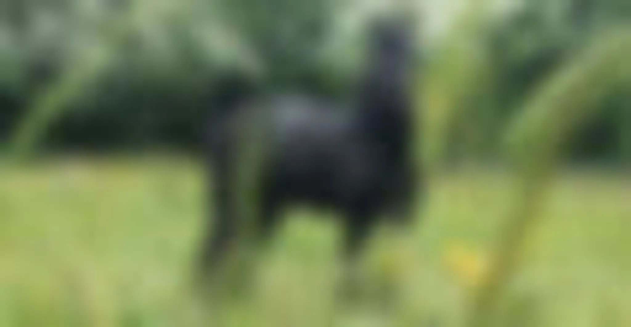 Overleigh Equestrian Centre