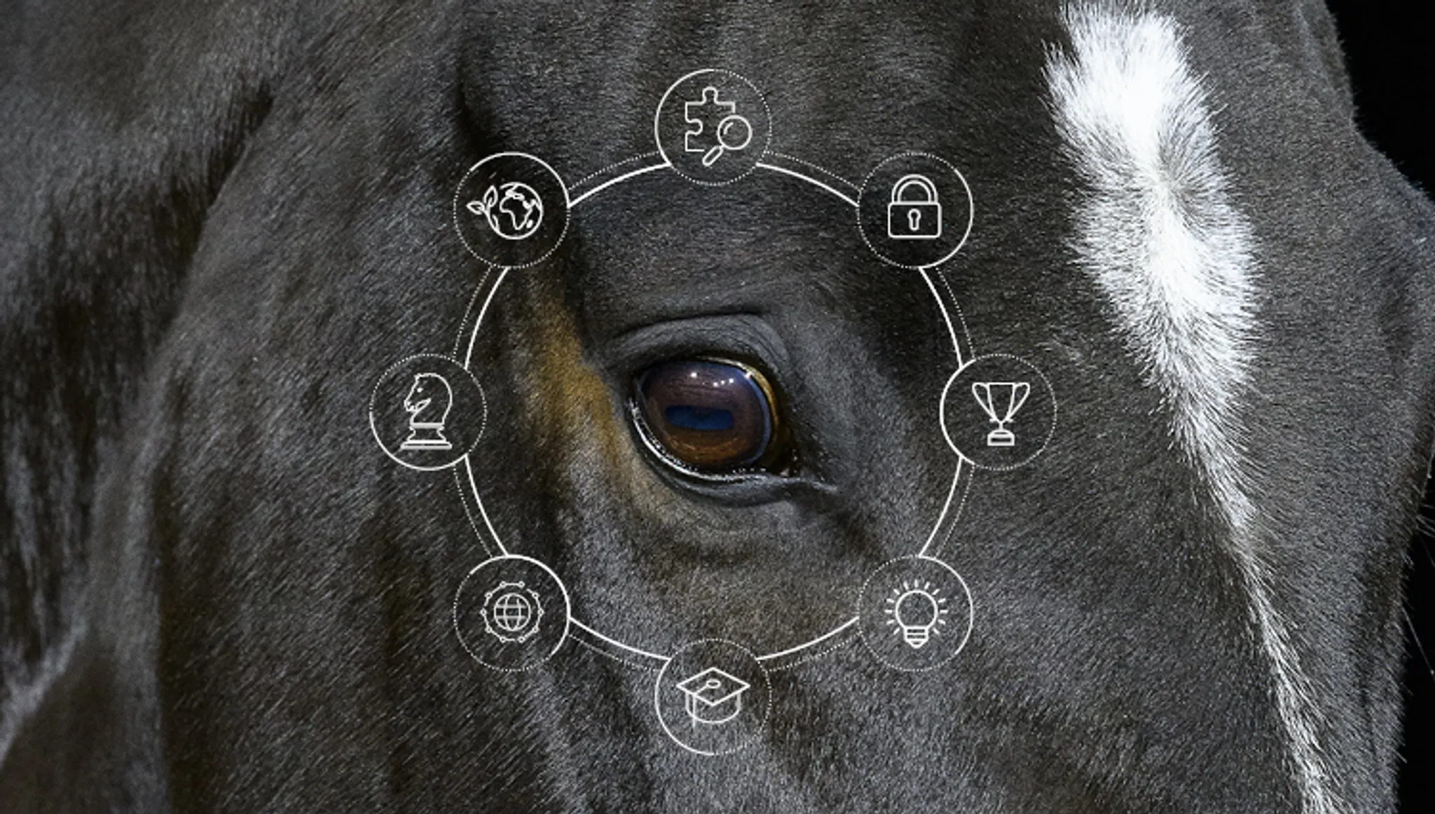 Cavalier préparateur de jeunes chevaux