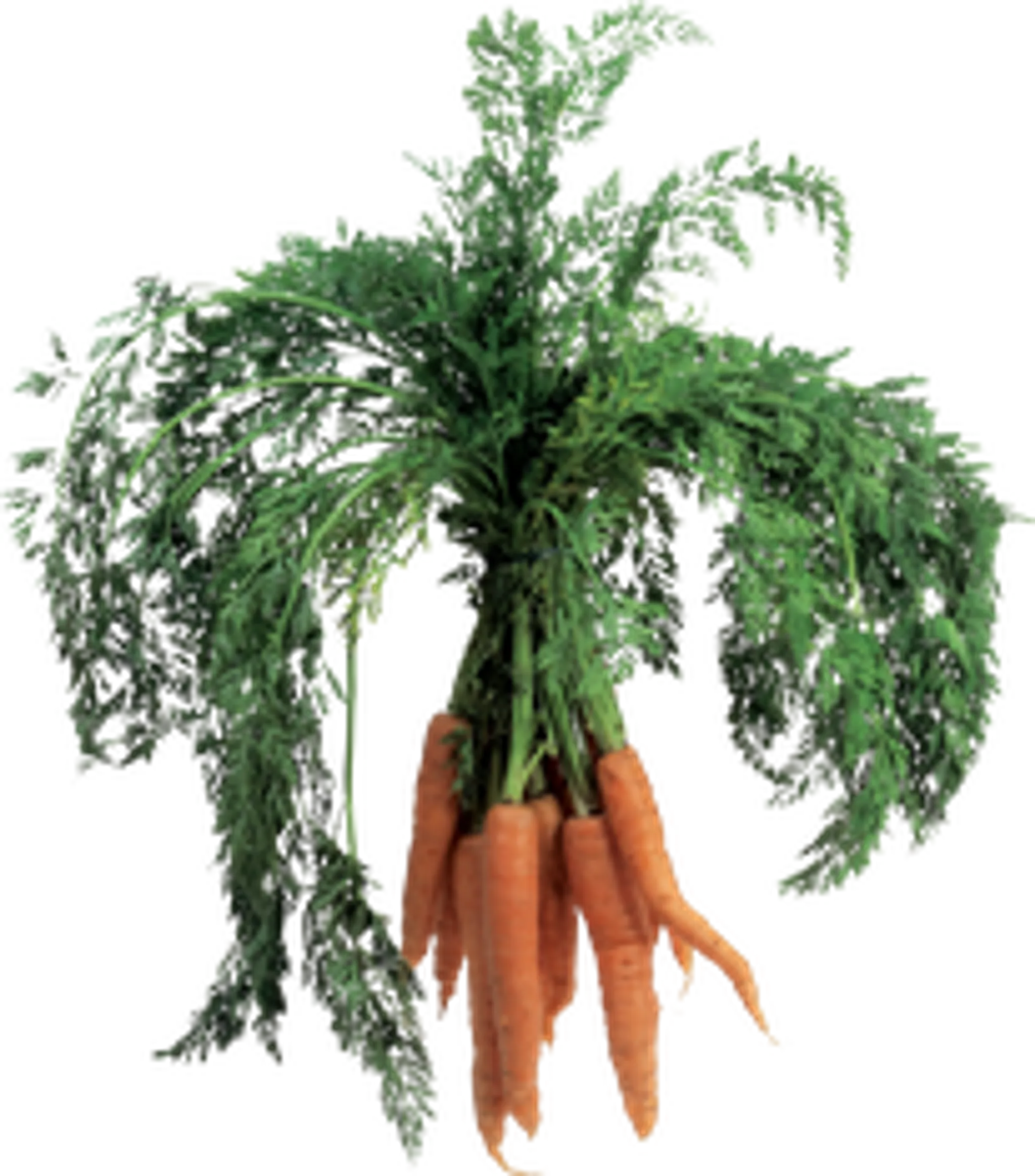 EQUINE POSITIONAL RELEASE INSTITUTE