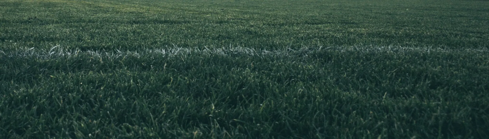 AWFA MiniRoos Season