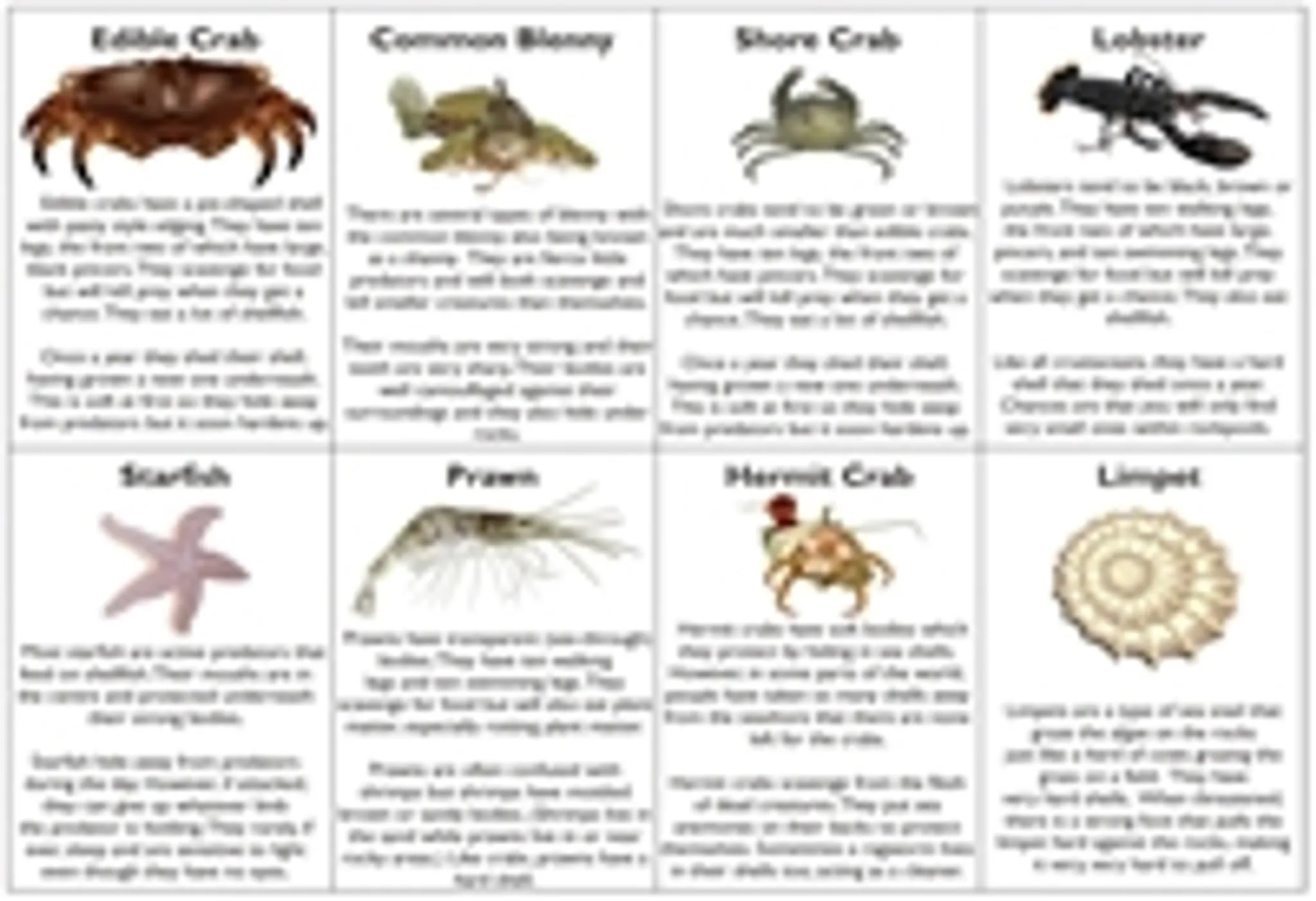 Devon Fishing Guides