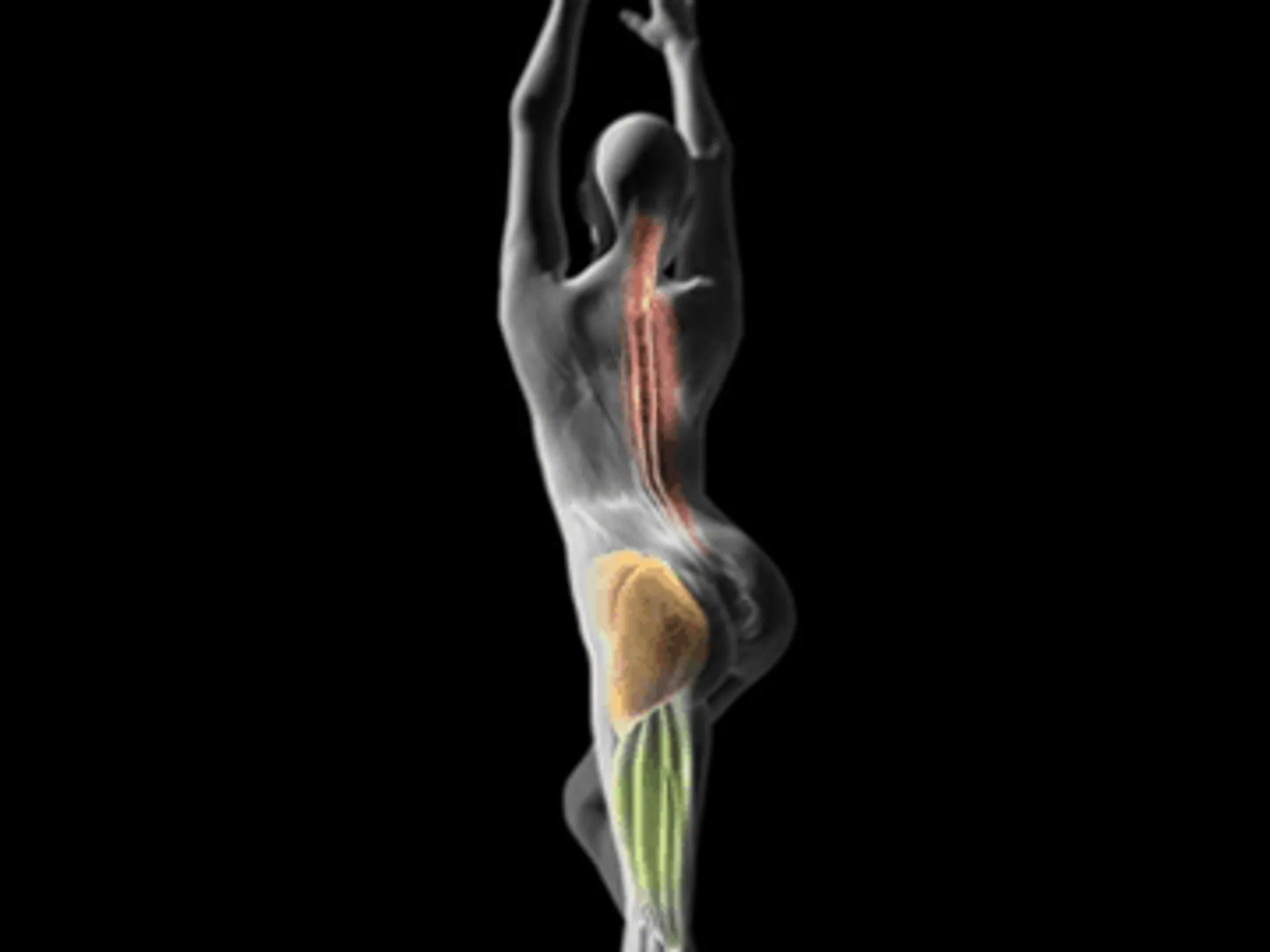 Pro-align- Physiotherapy