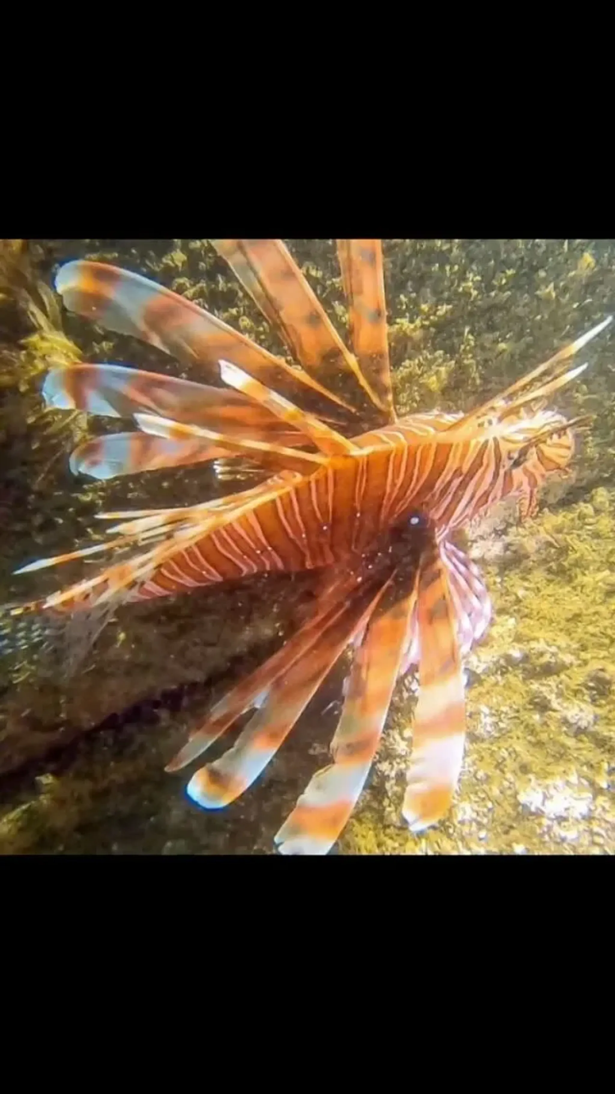 Underwater Adventure Freediving