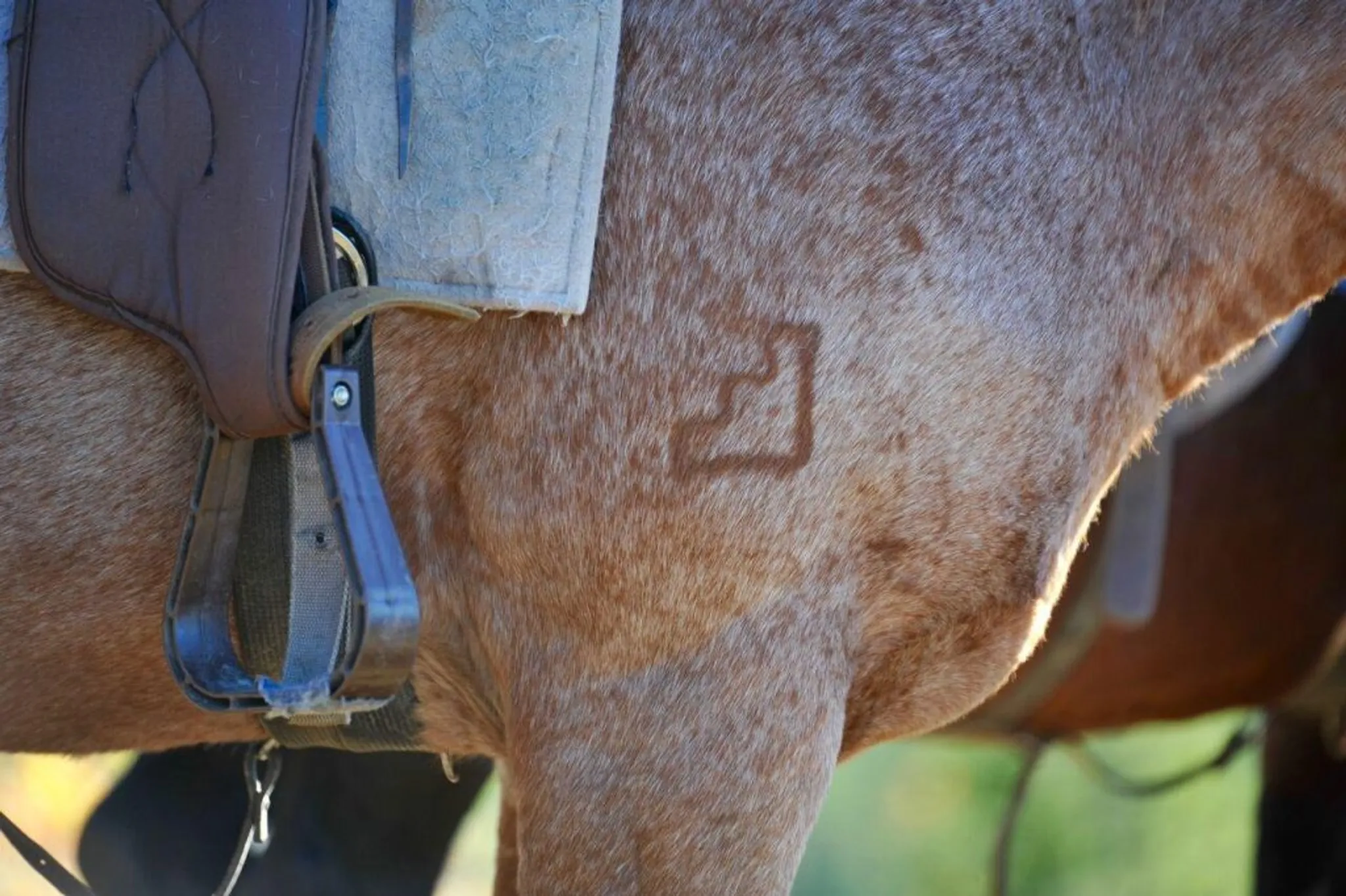 Horseback Adventures in Brule, Alberta