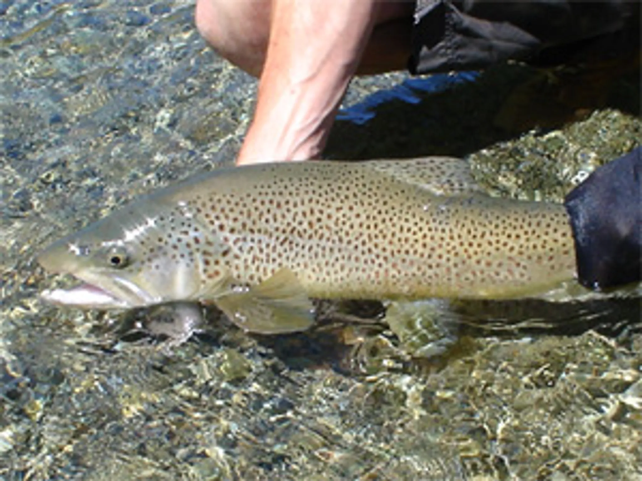 WANAKA FLY FISHING