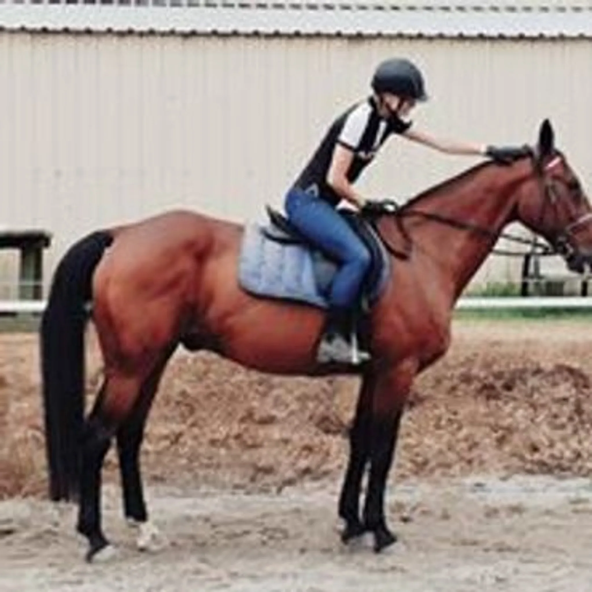 Green Gables Stables