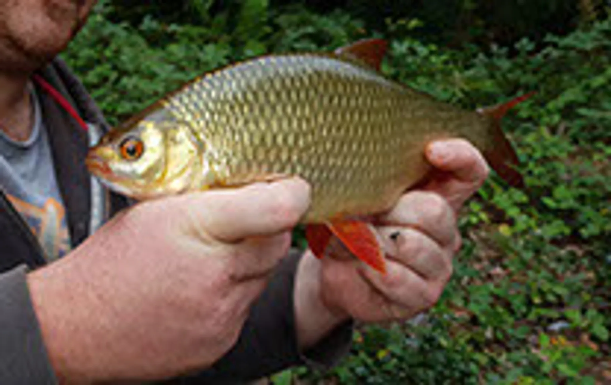 Wimborne and District Angling Club