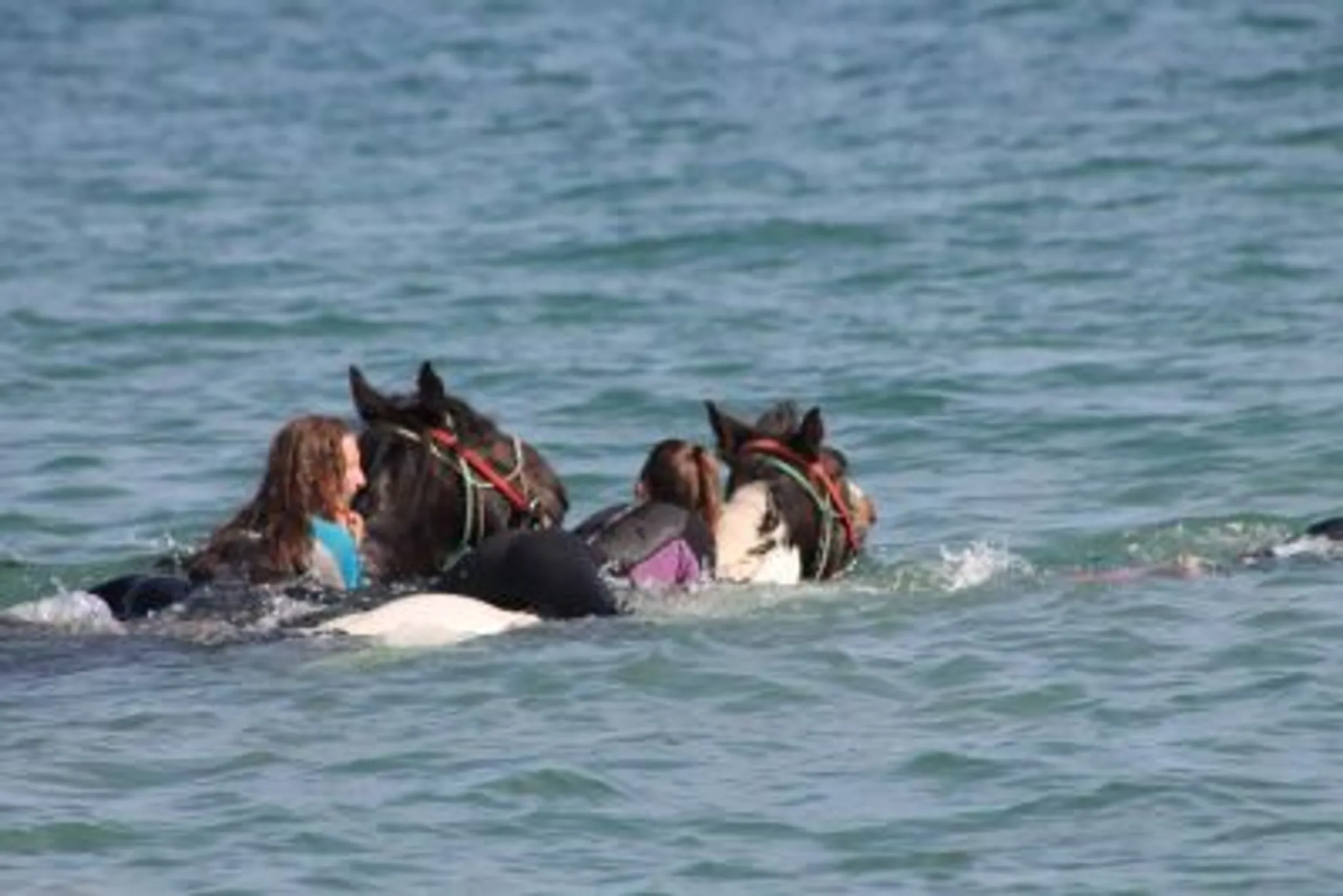 Cornwall Swimming Horses