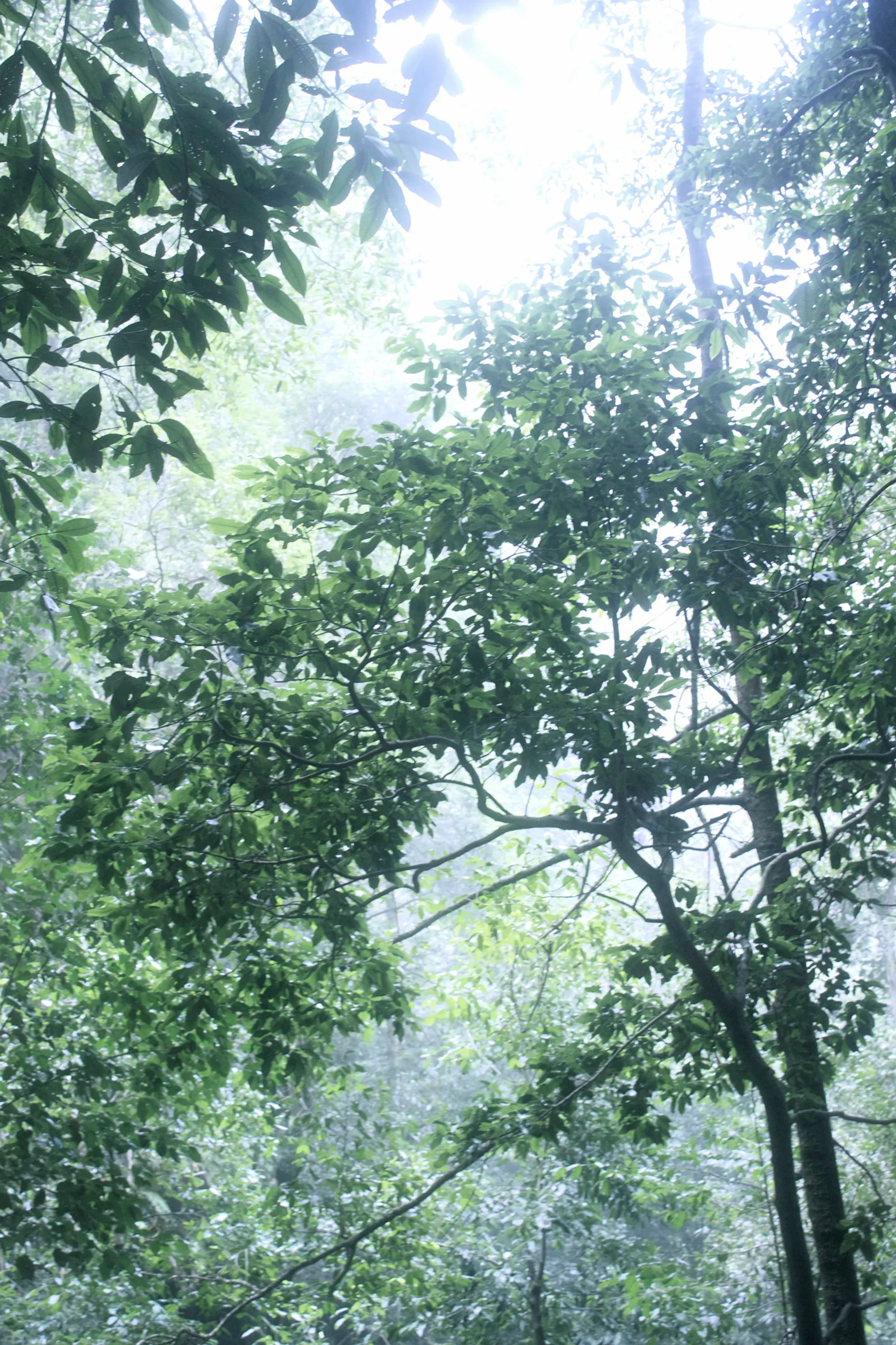 Back Retreat Yoga Foundations