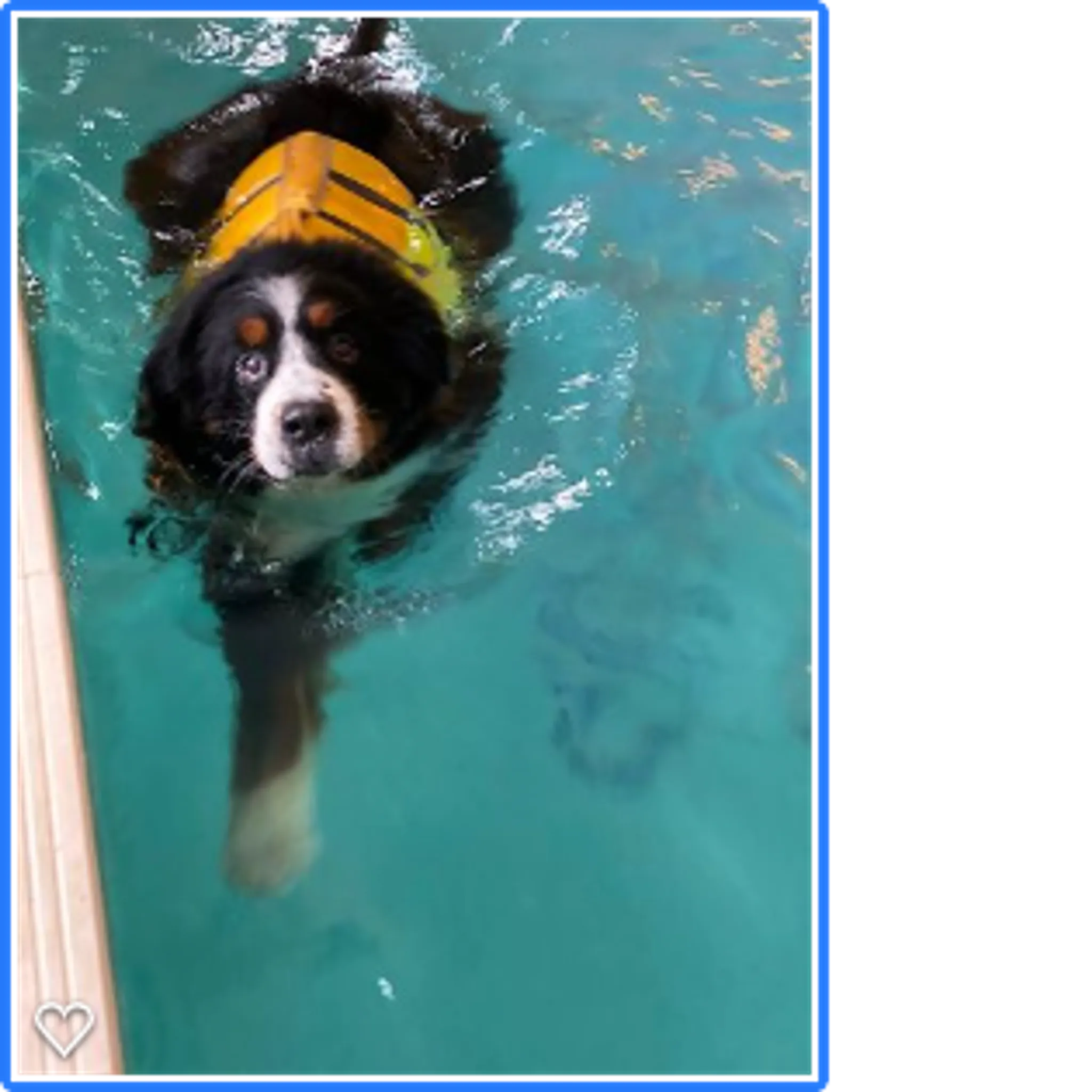 Summerhill Canine Hydrotherapy