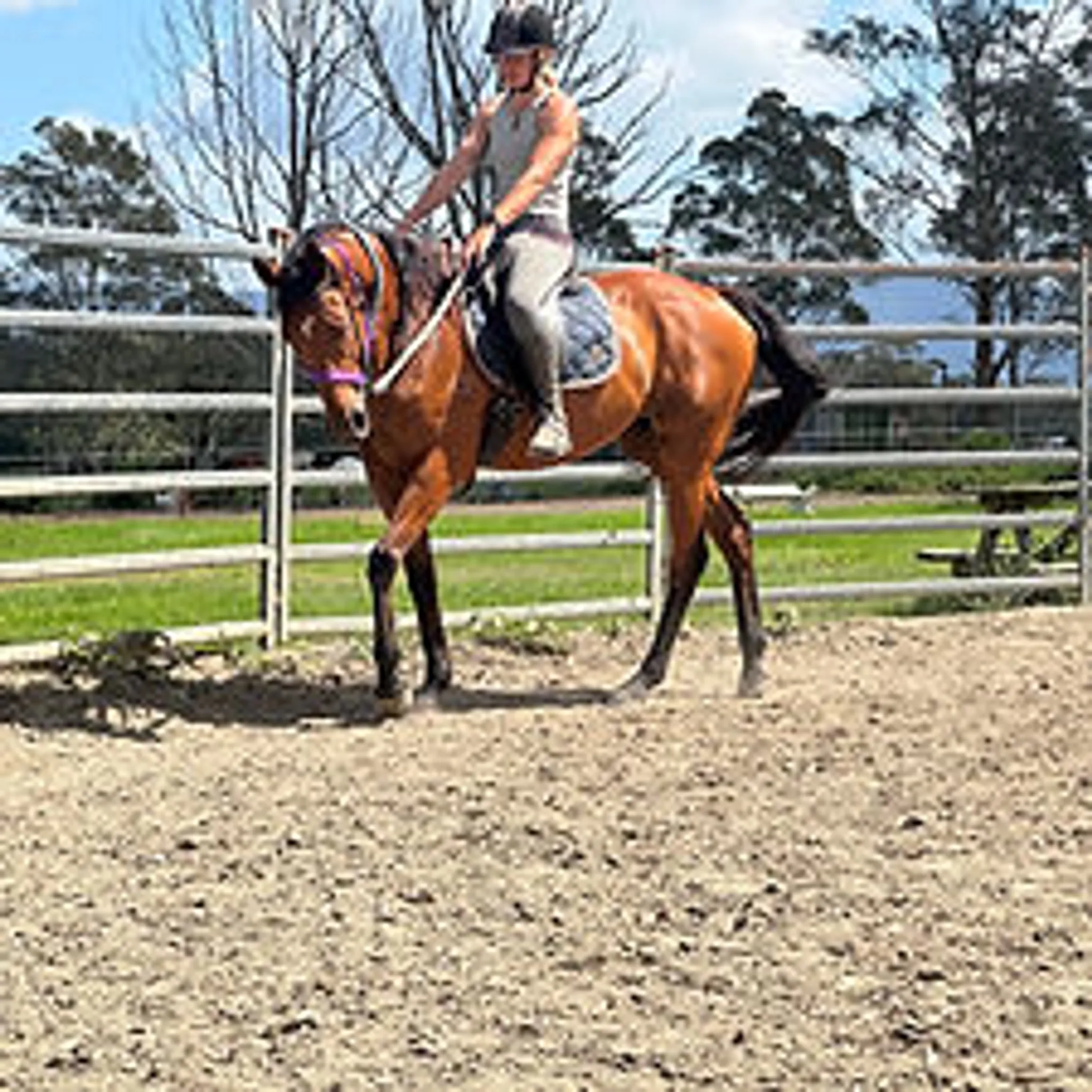 MMs Equine Sanctuary
