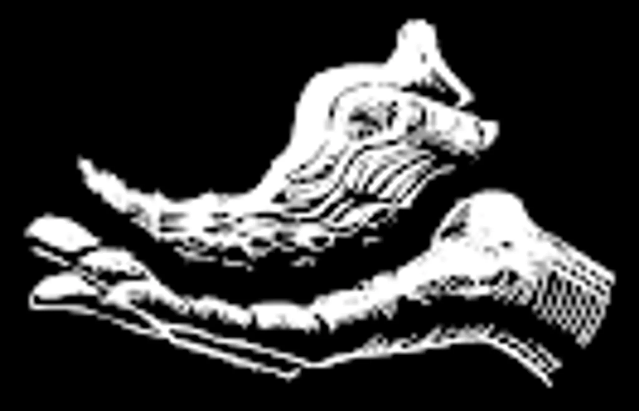 Vanessa Shribman Iyengar Yoga