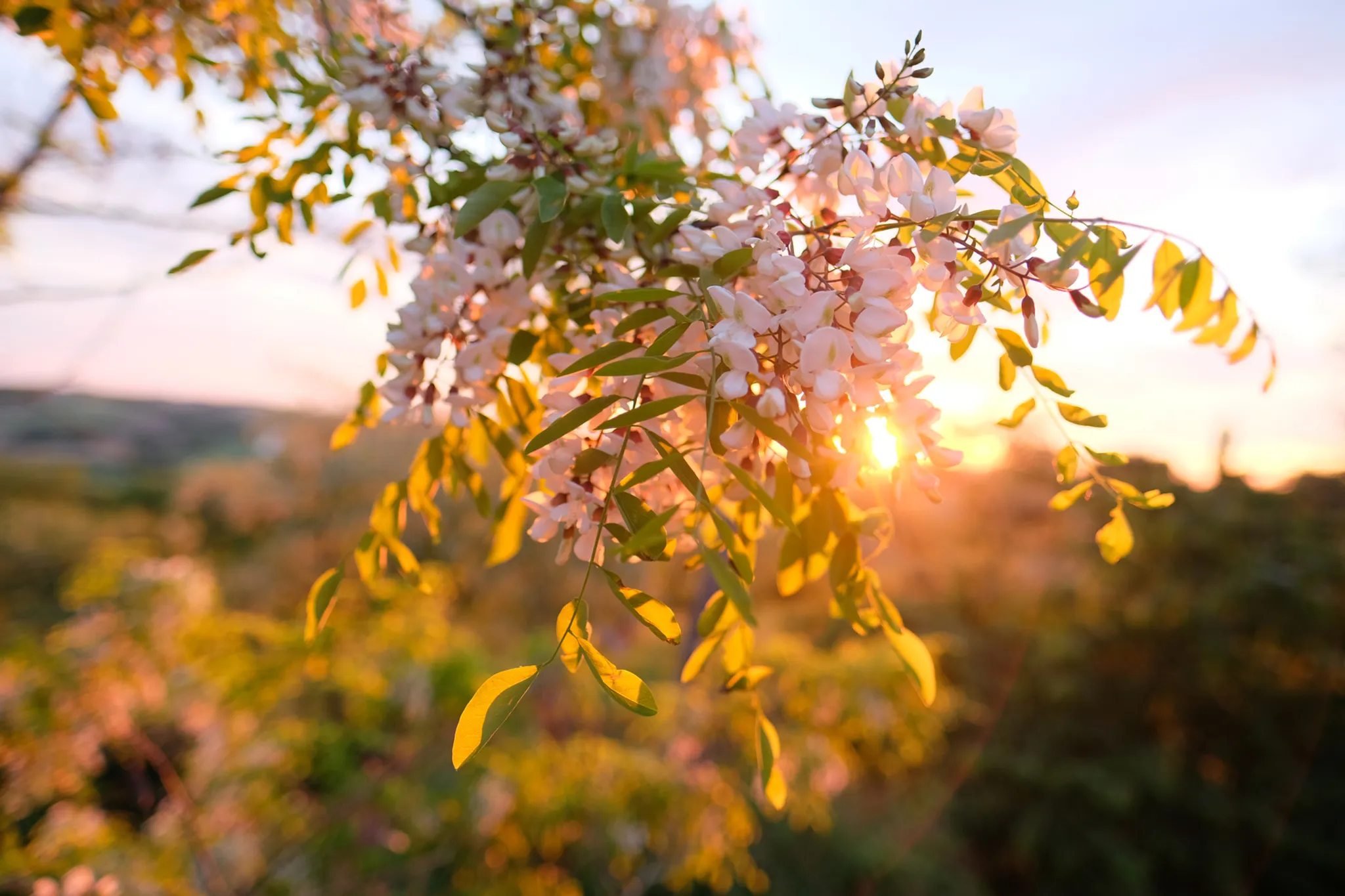Retraite de Yoga - Montgaillard
