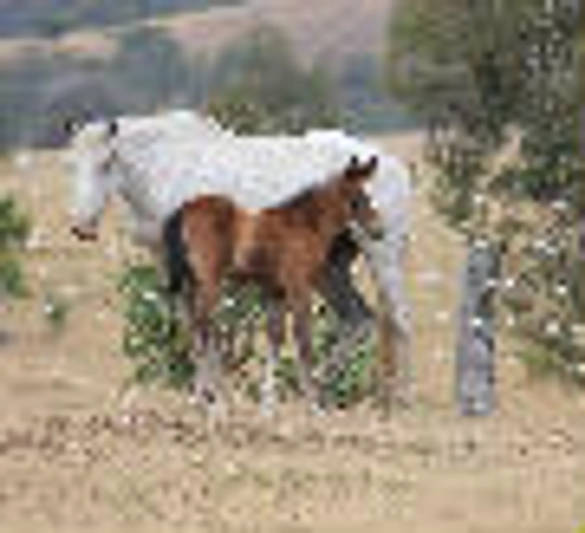 Roseneath Performance Horses