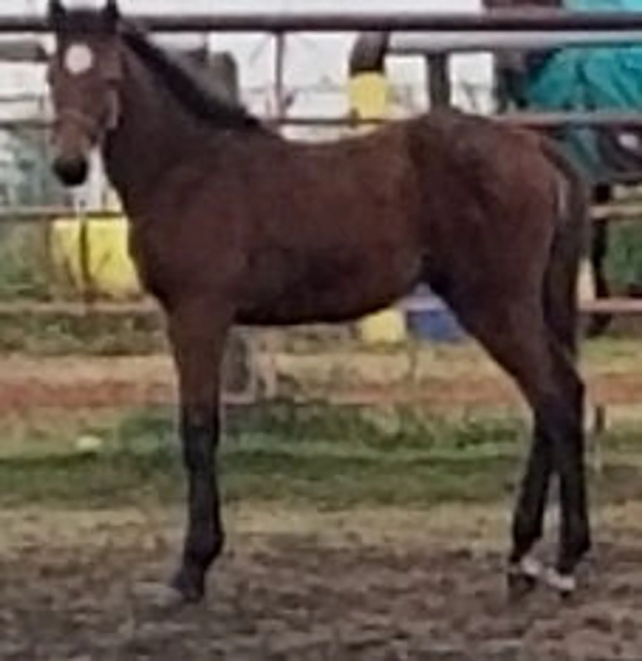 Riqueza Riding Academy Ltd