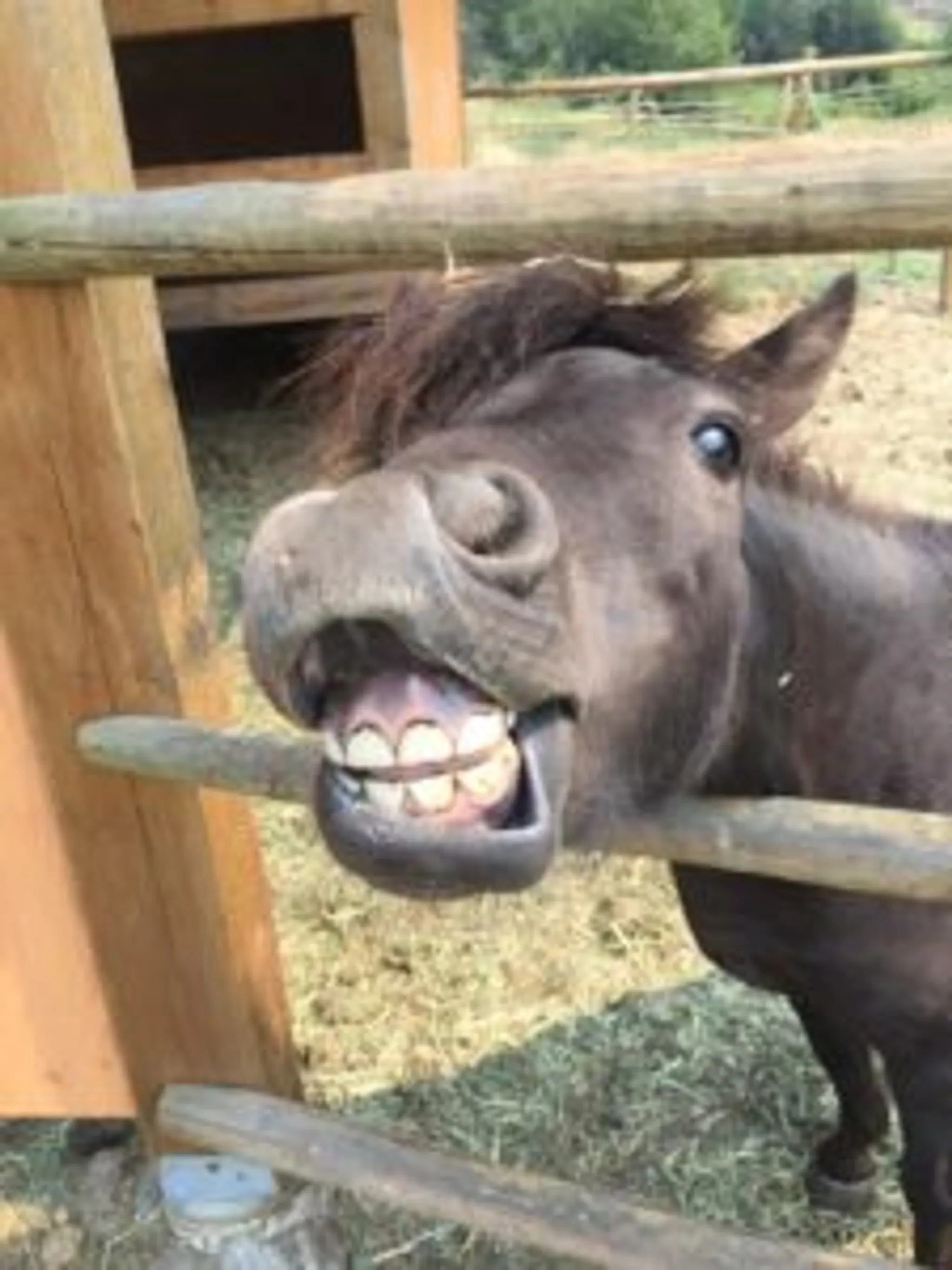 Sagebrush pony parties & events