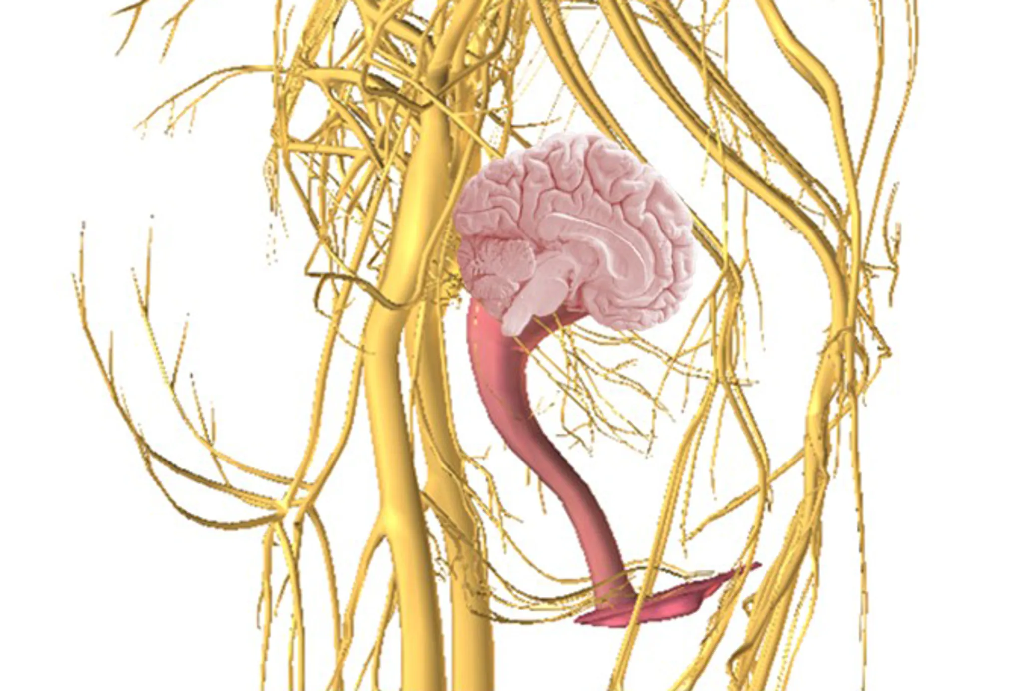 Cerveau abdominal et Cerveau pelvien