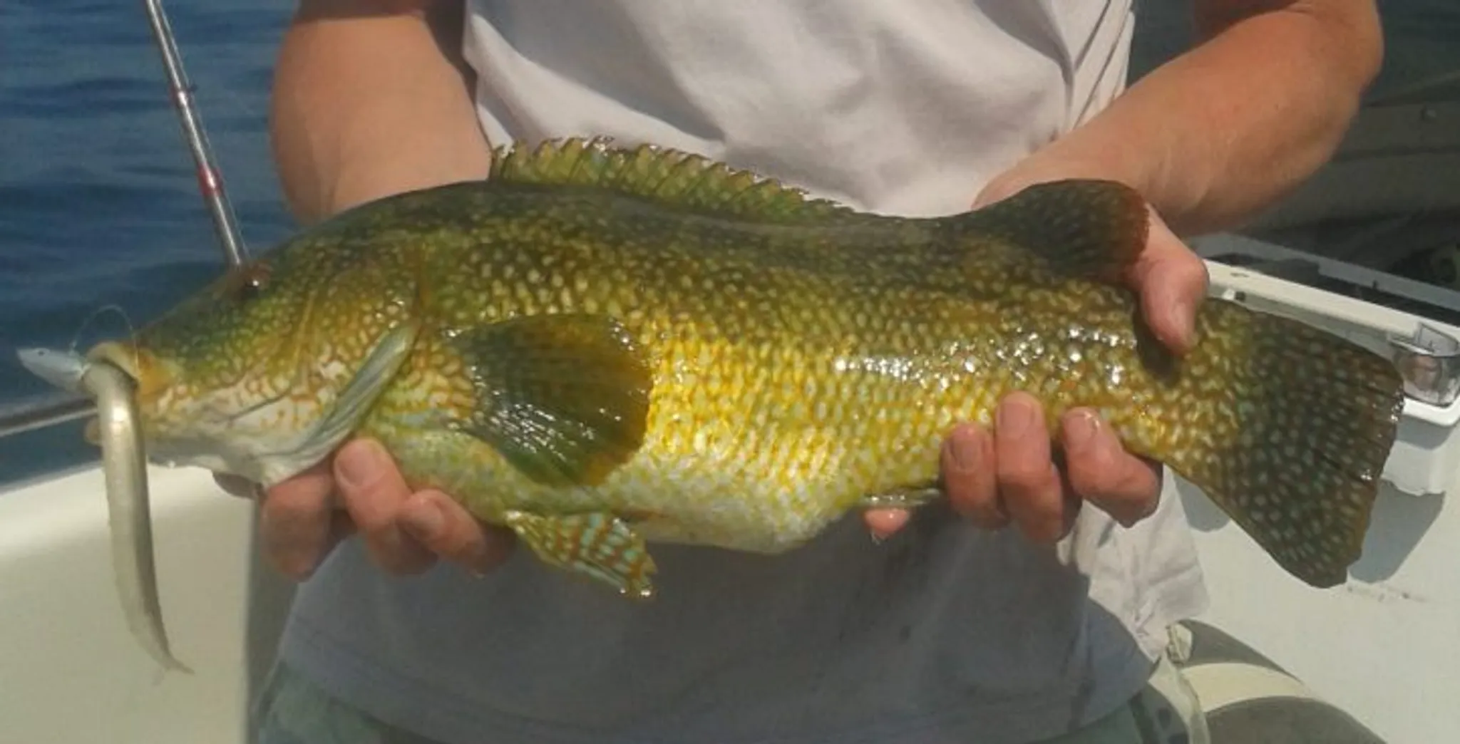 Silver Halo Charters