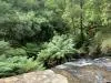 Erskine Falls
