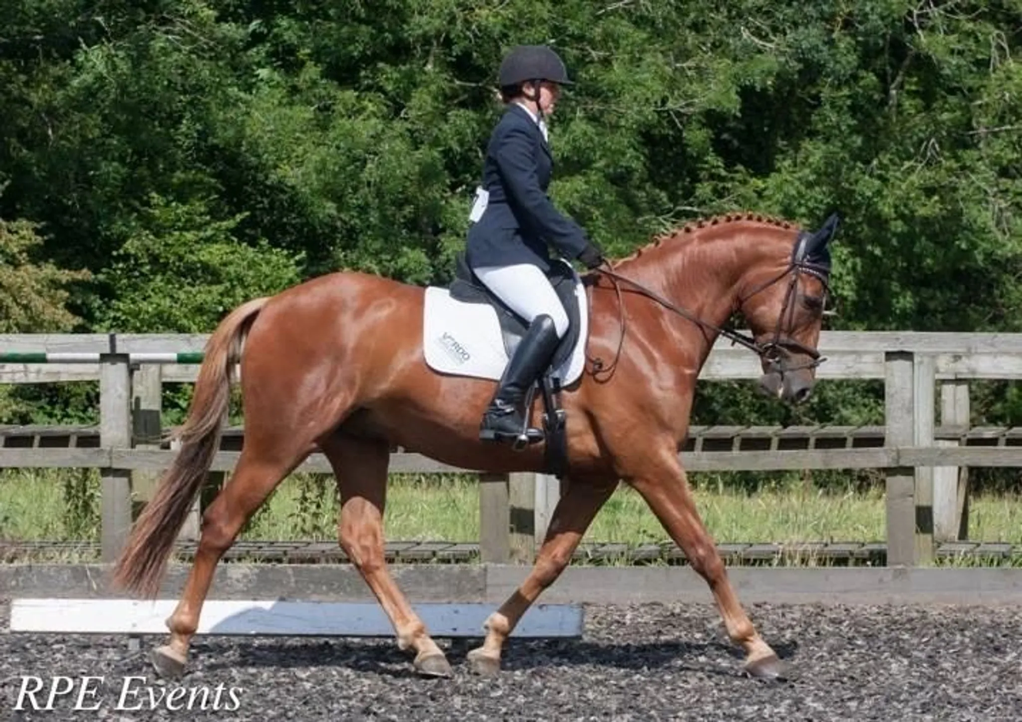Evening Dressage Event
