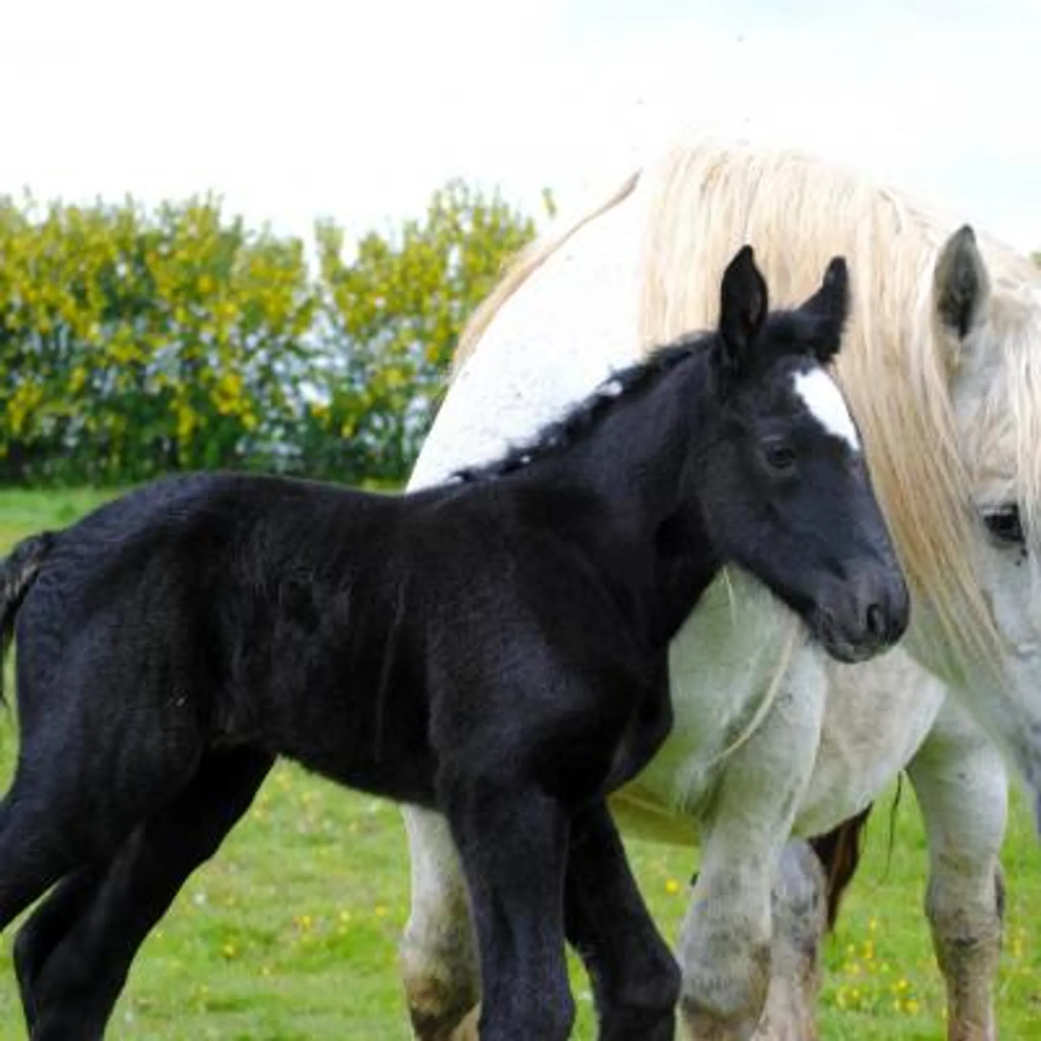 Earl Gesbert Livestock D'egée / Horses Percherons