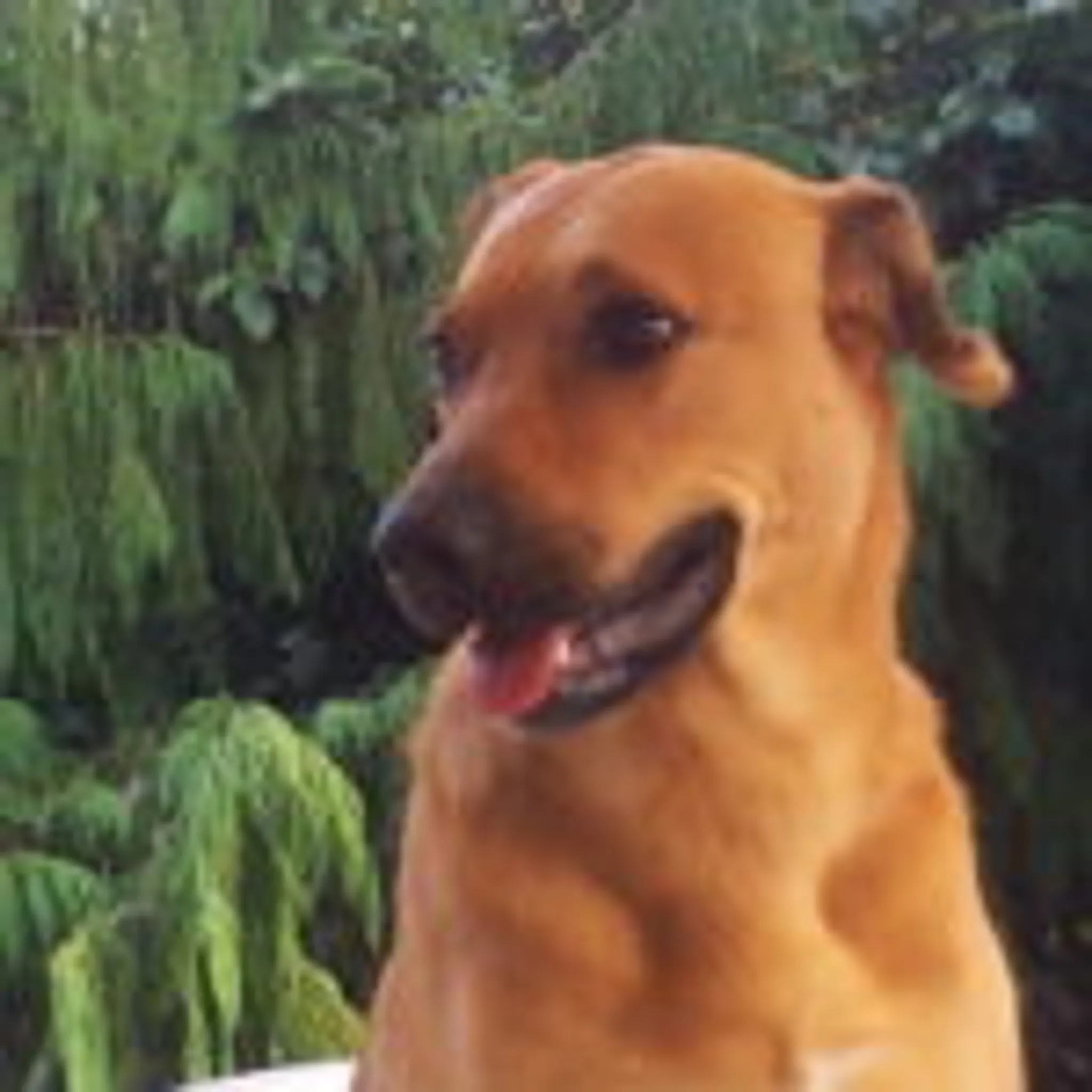 A FREE DOG educateur canin comportementaliste canin