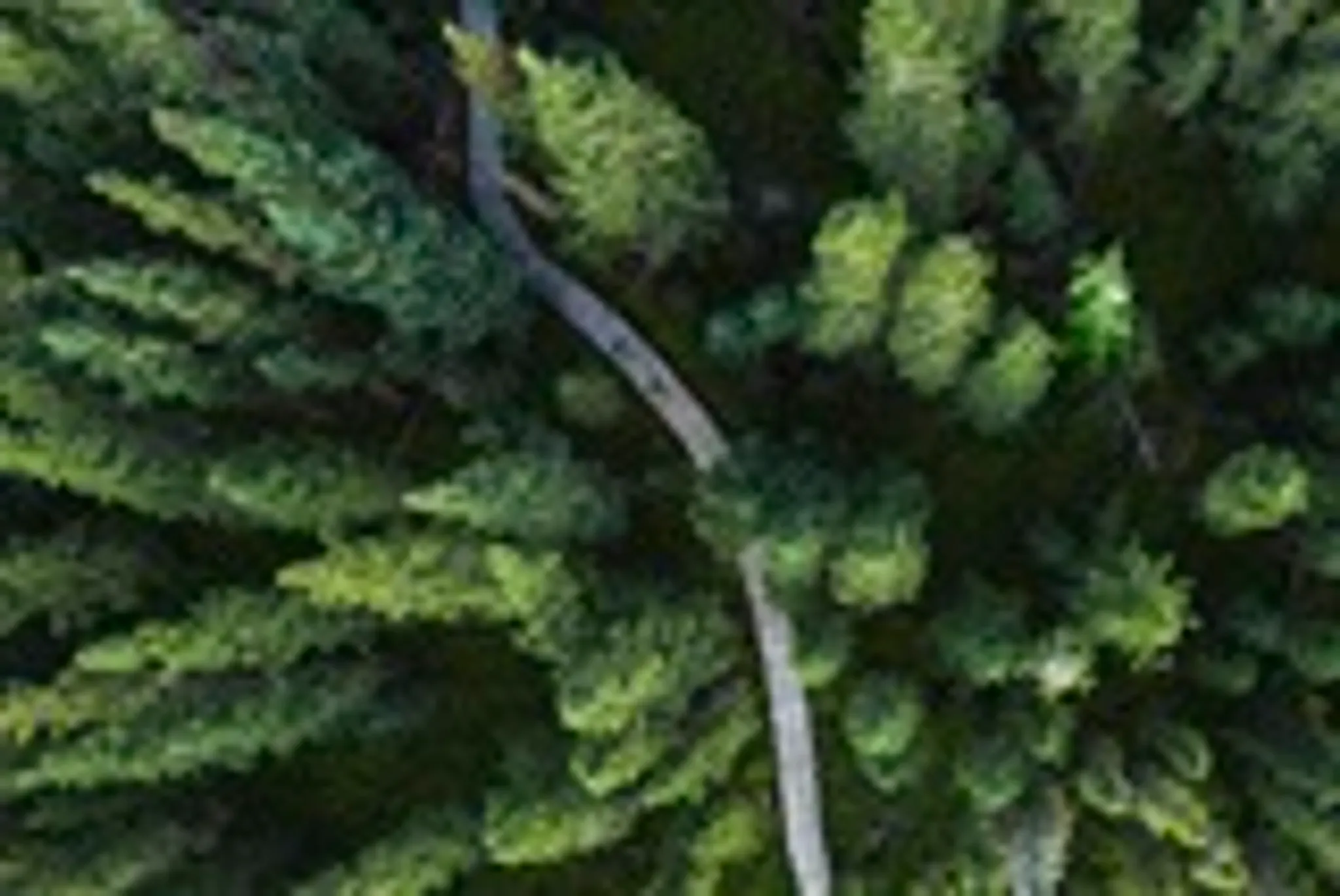 Cars in the Hills 2024