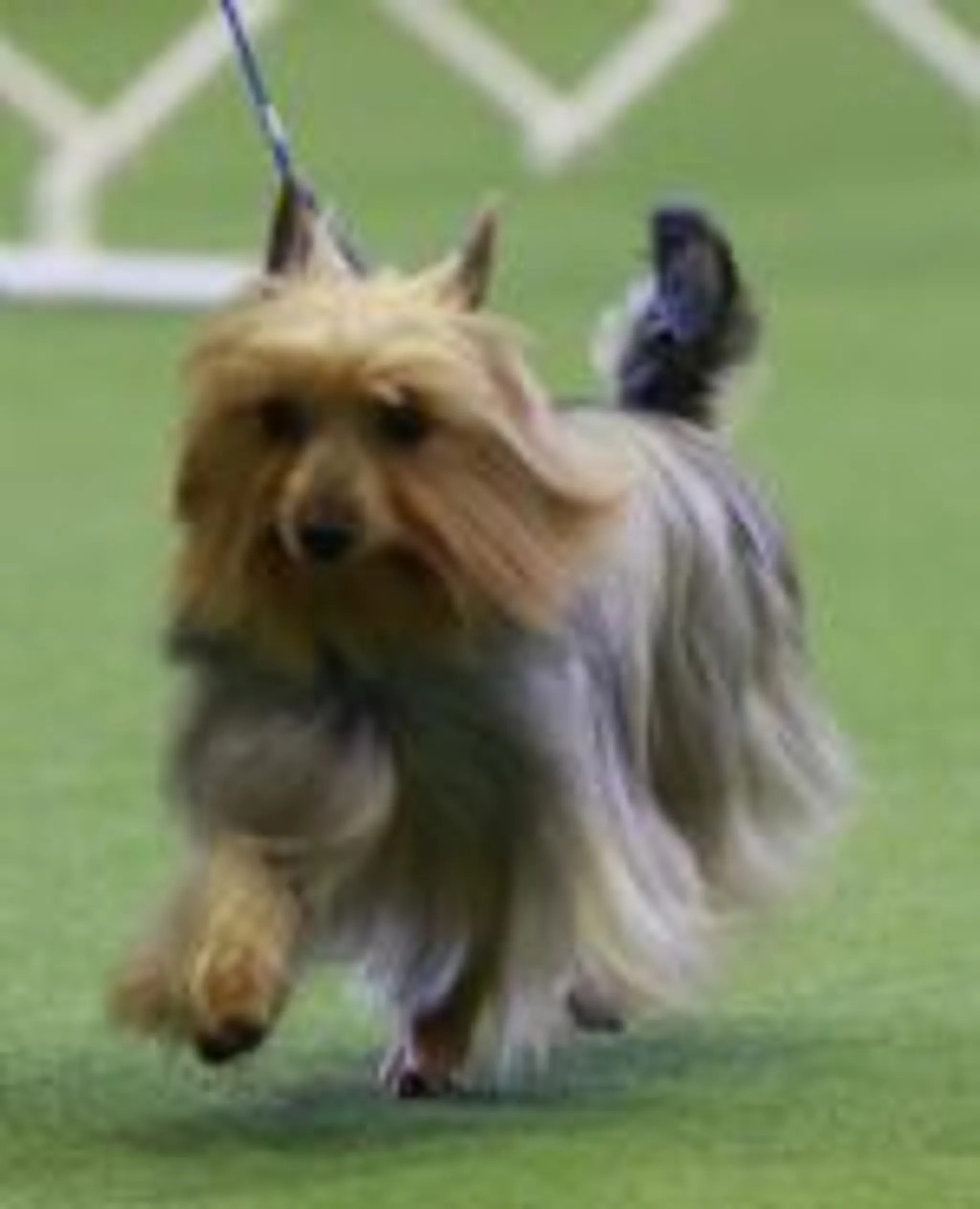 Agility Silkies Event