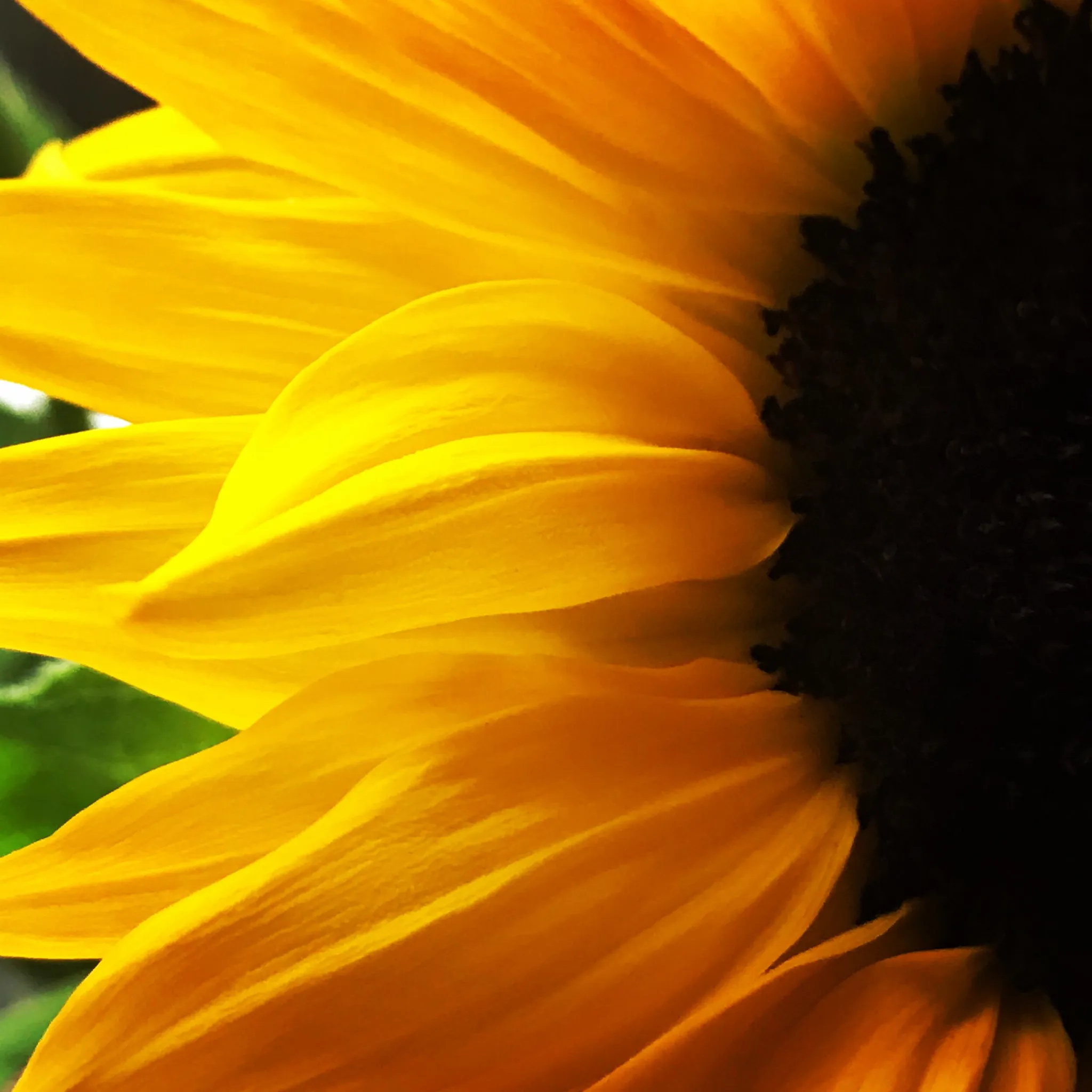 Holistic Counselling Mind-Body-Soul Therapy