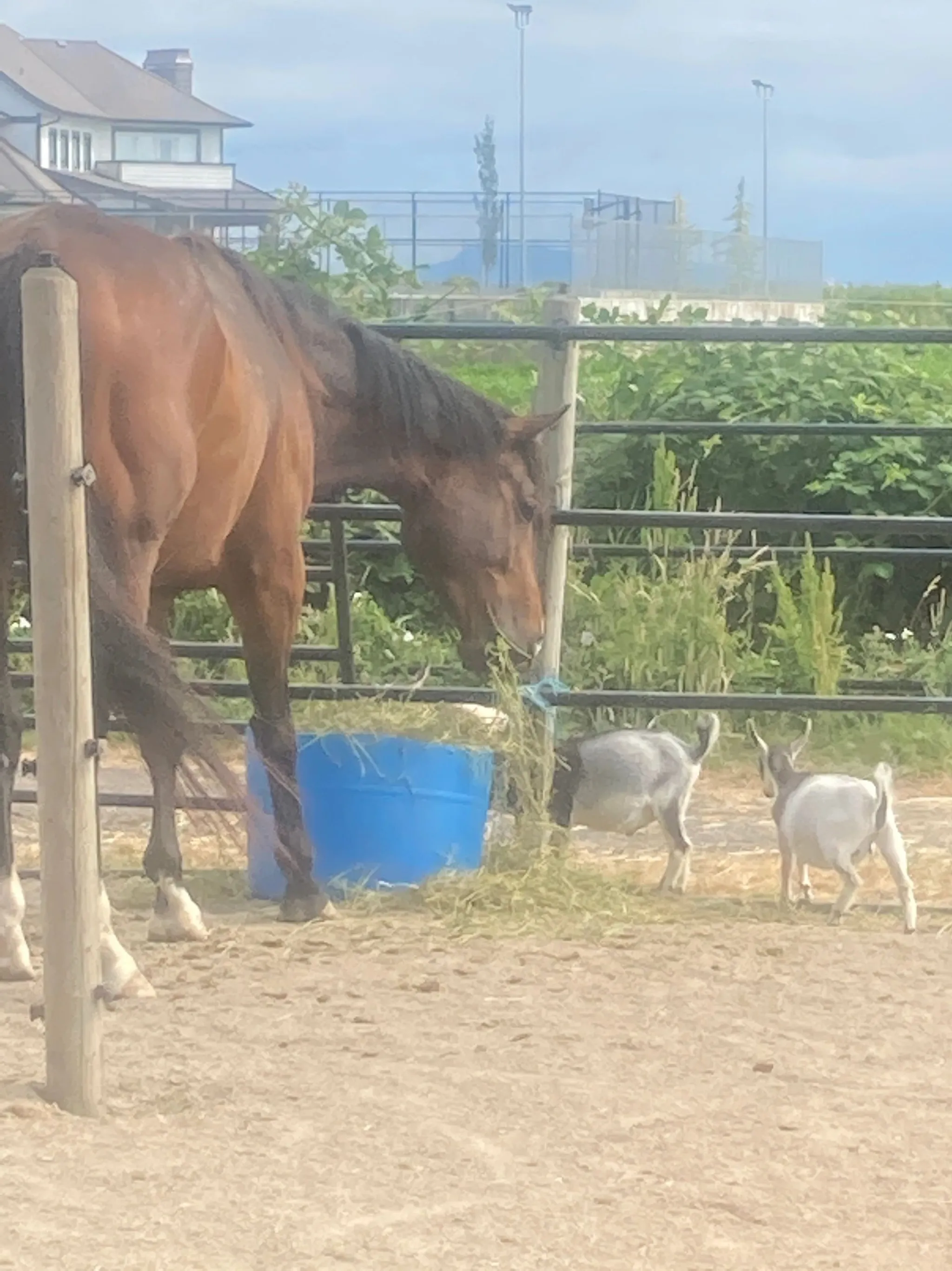 Farm Friends Spring Break & Summer Camps by Pony Pals