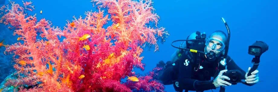 Learn To Dive