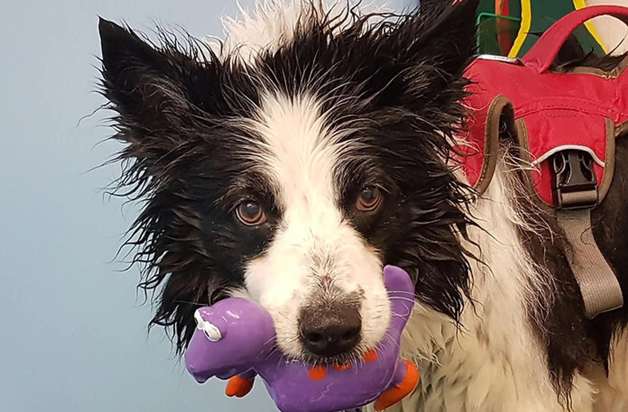 K9 Aquacise & Hydrotherapy