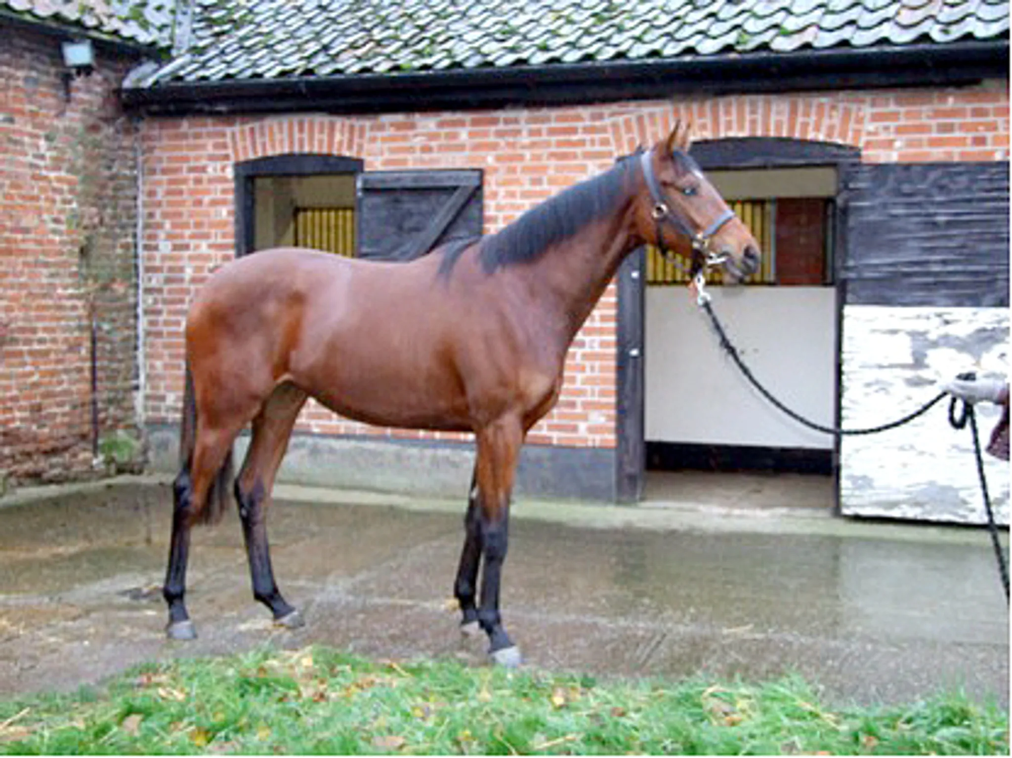 Stourbank Stud