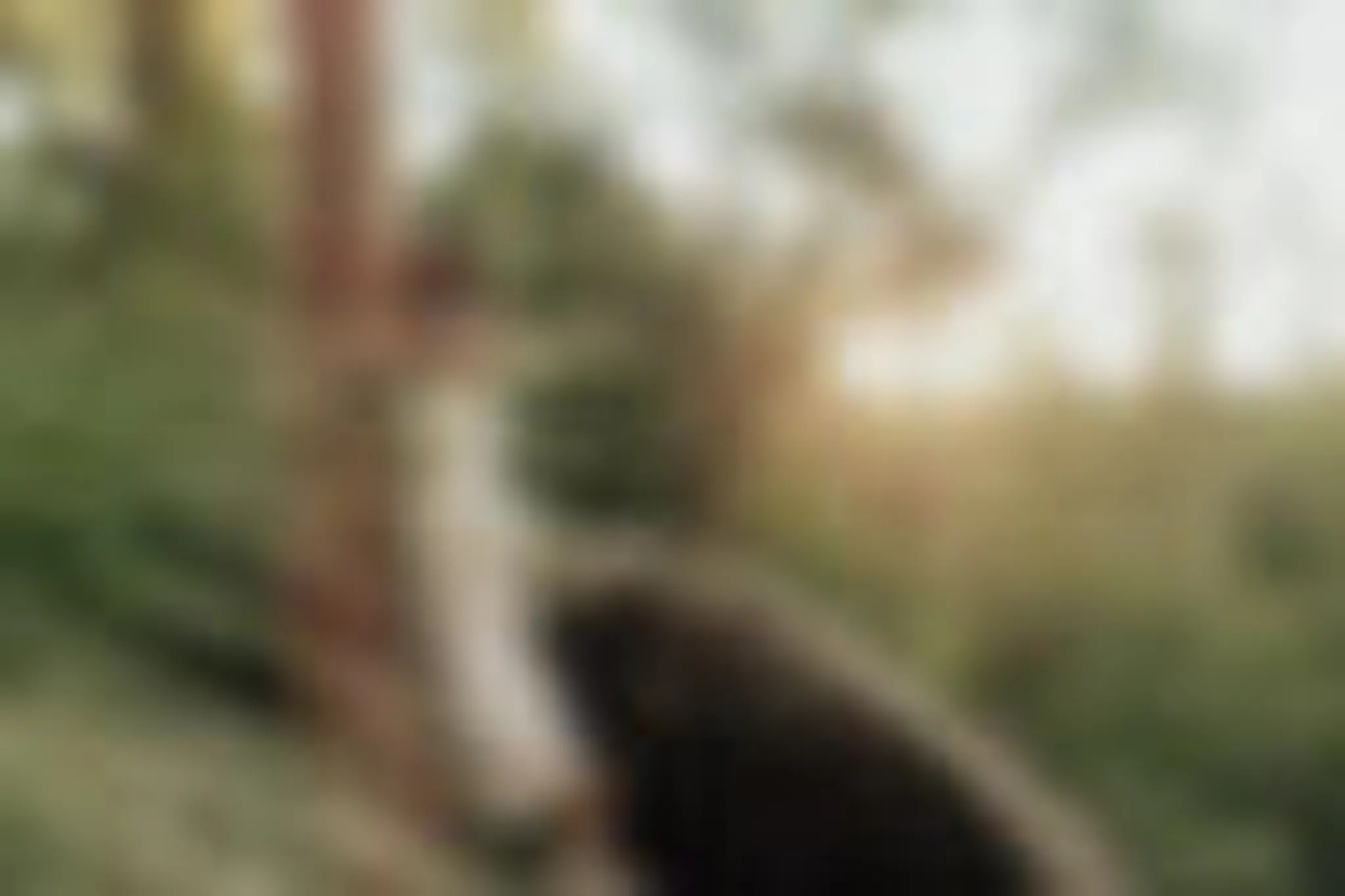 Maya Guardian Healing