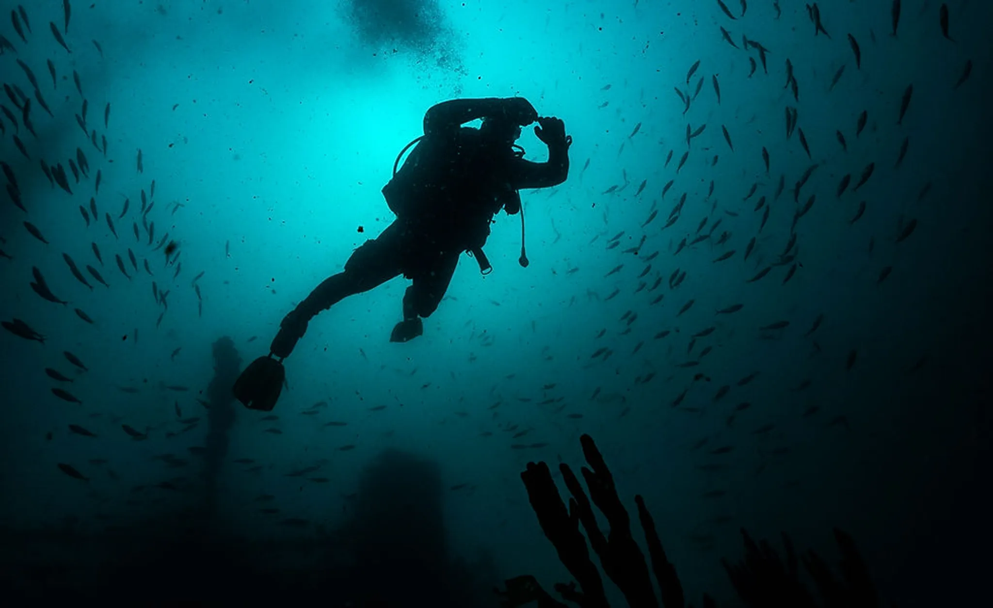 Tasmanian Divers - North