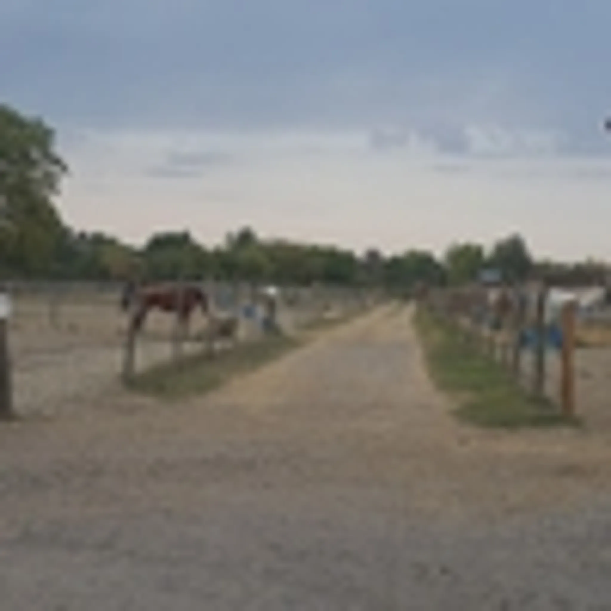 Pony Club Team Julie