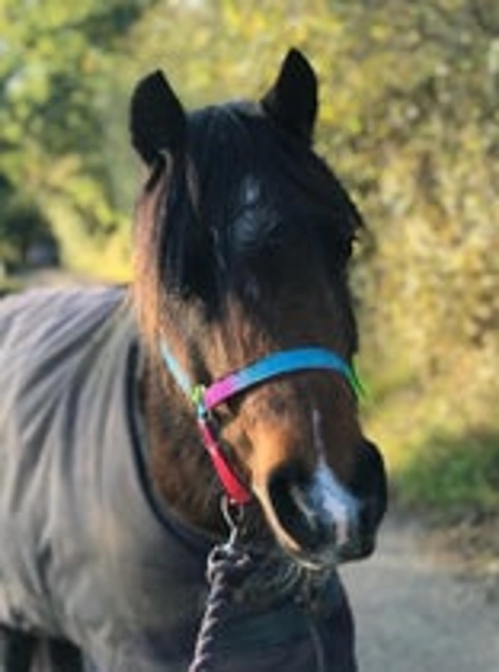 Lands End Equestrian Centre