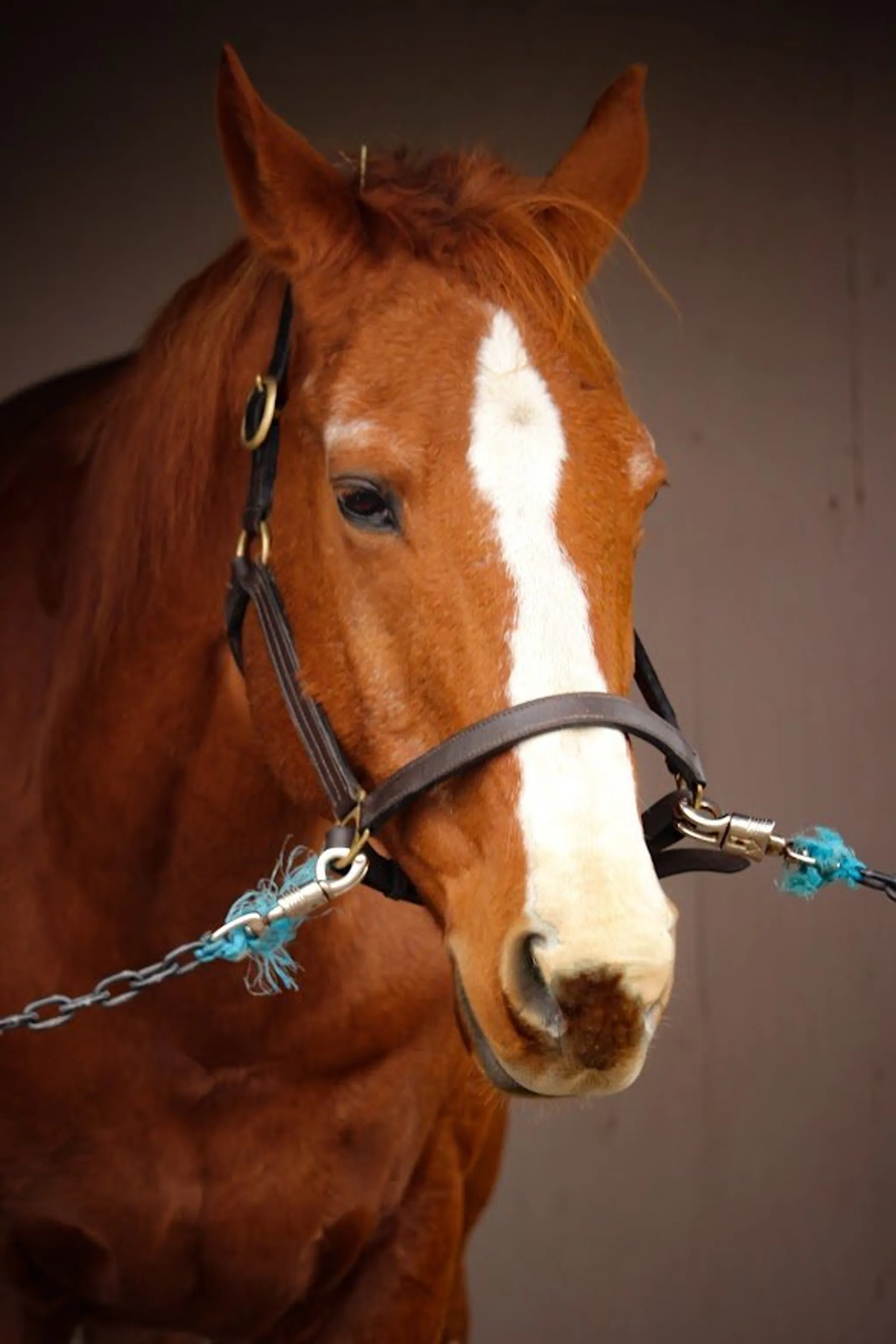 Painted Horse Equestrian