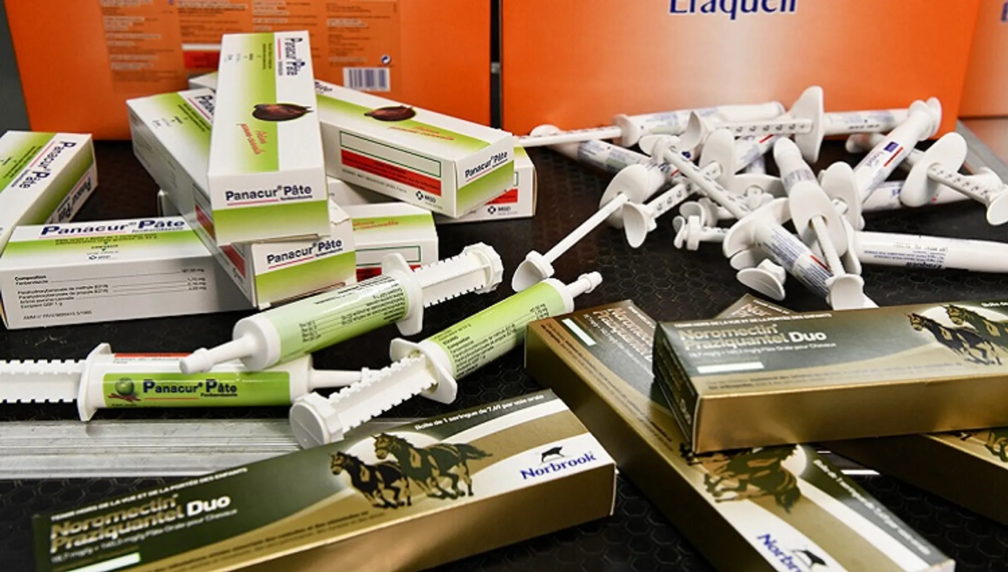 Formation en Taping kinésiologique pour équidés de sport