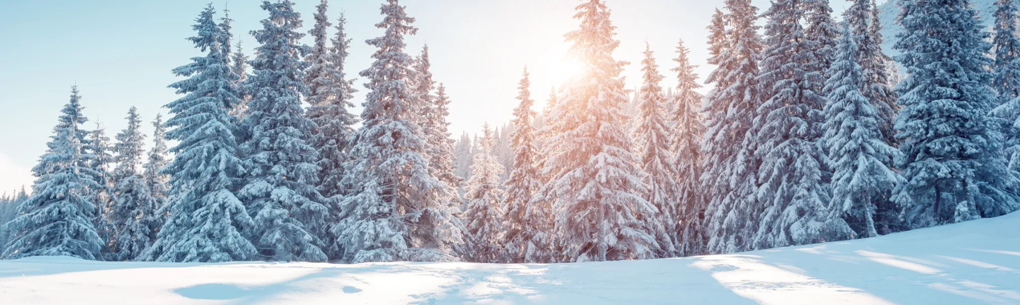 Mary Anne Sills Field