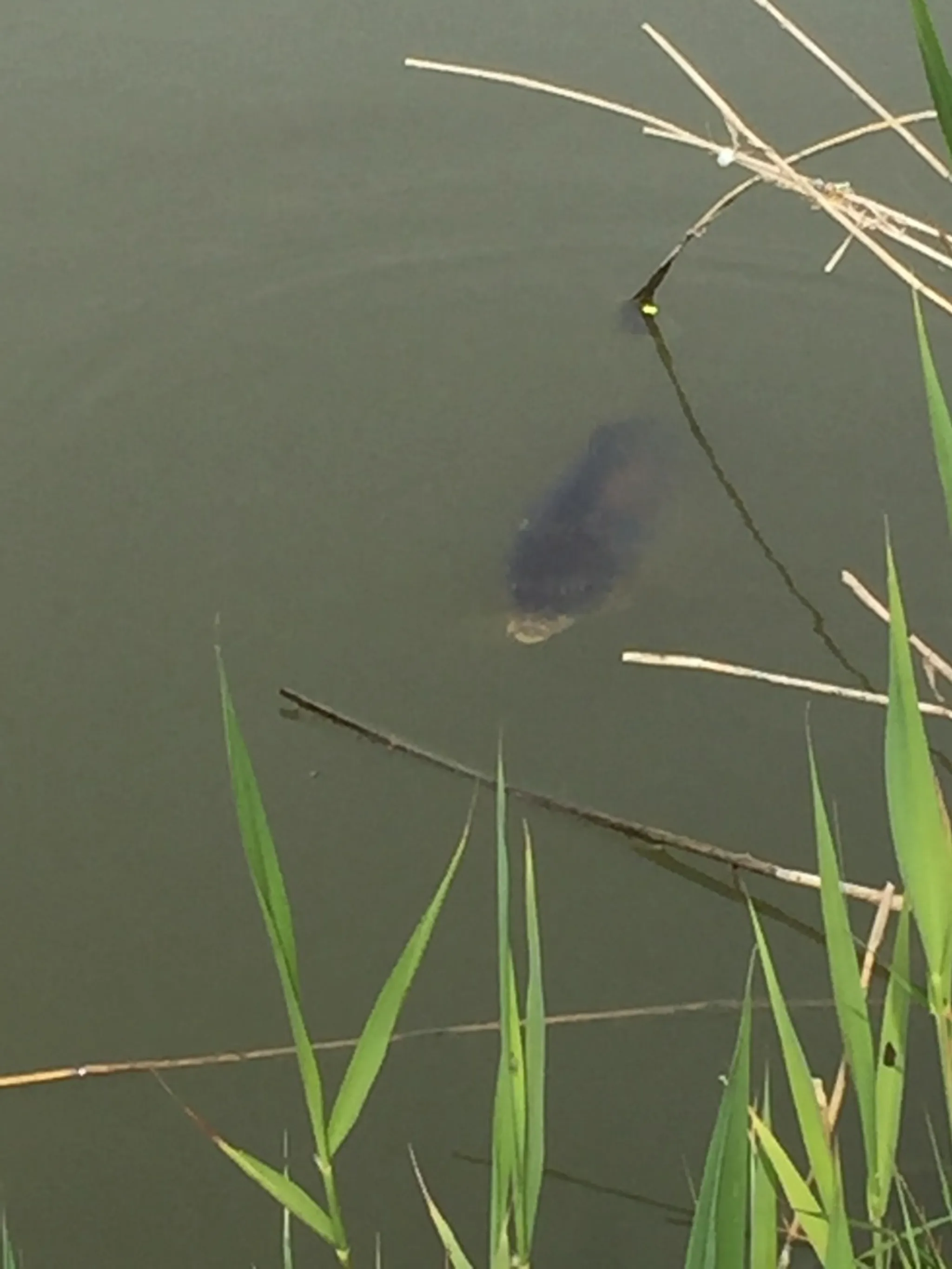 White House Farm Fishery Party Time