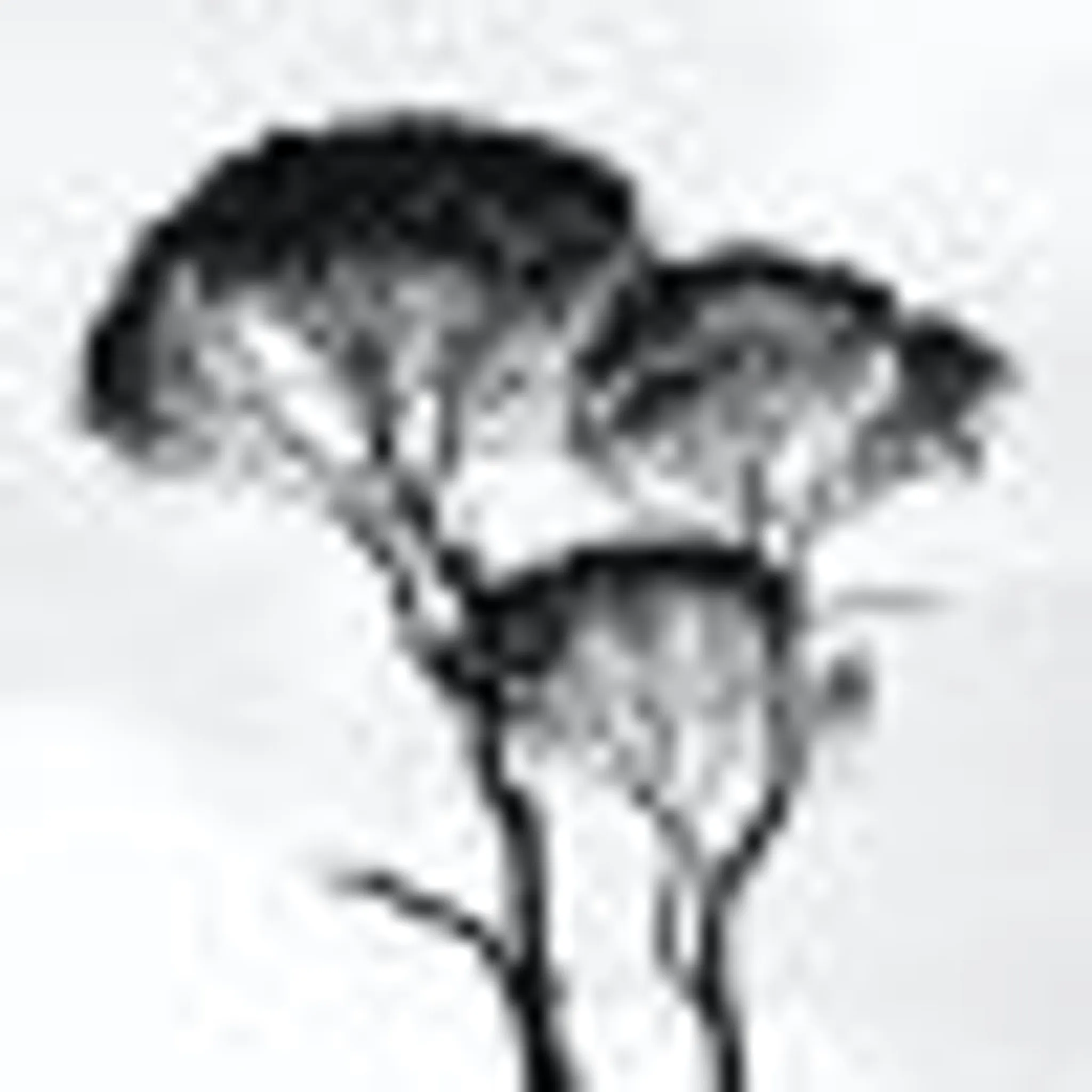 Antonia Stringer Pilates