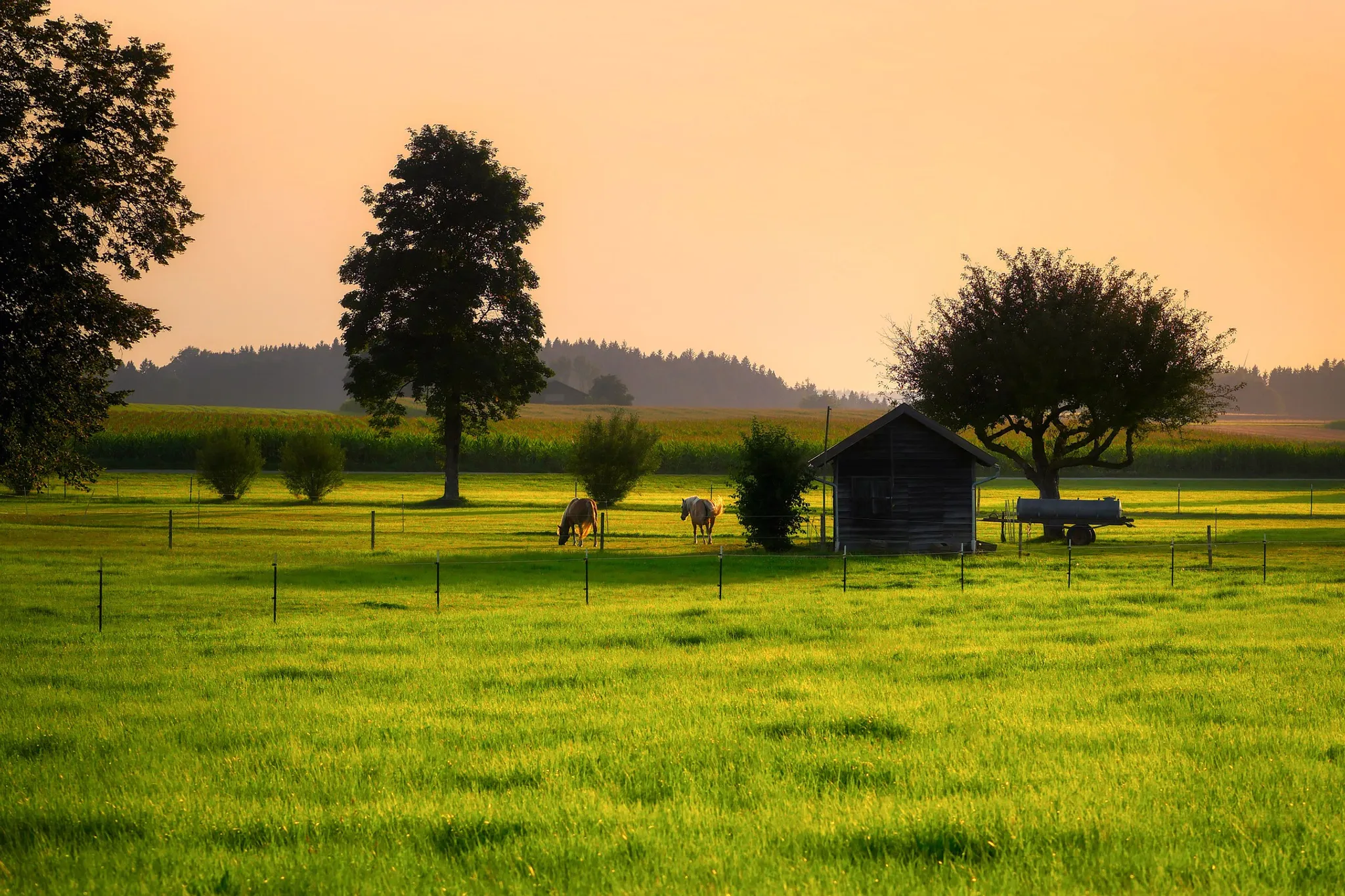 Yarra Valley Trails Horse Riding