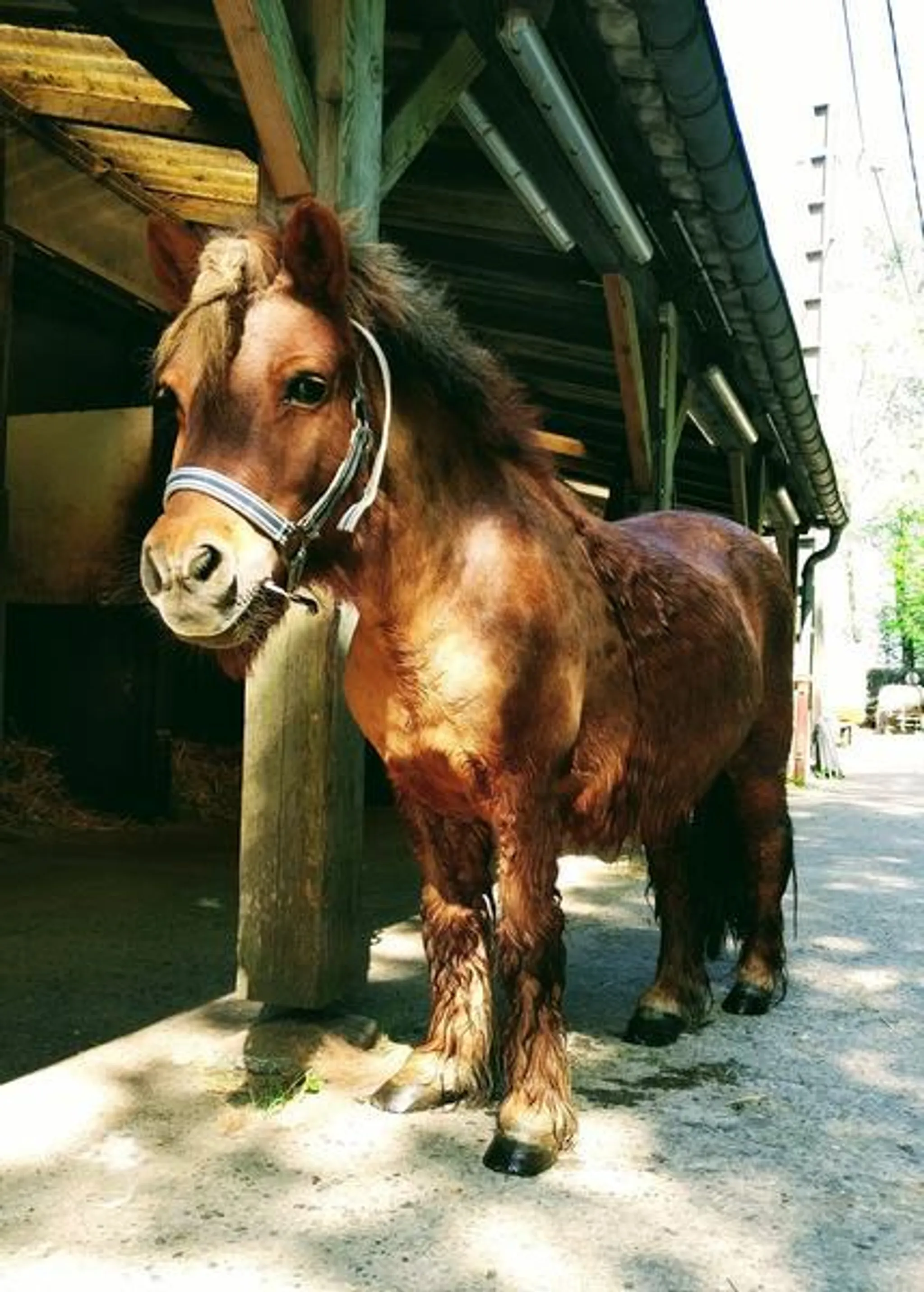 Concours de Saut d'Obstacles Amateur à Sarreguemines
