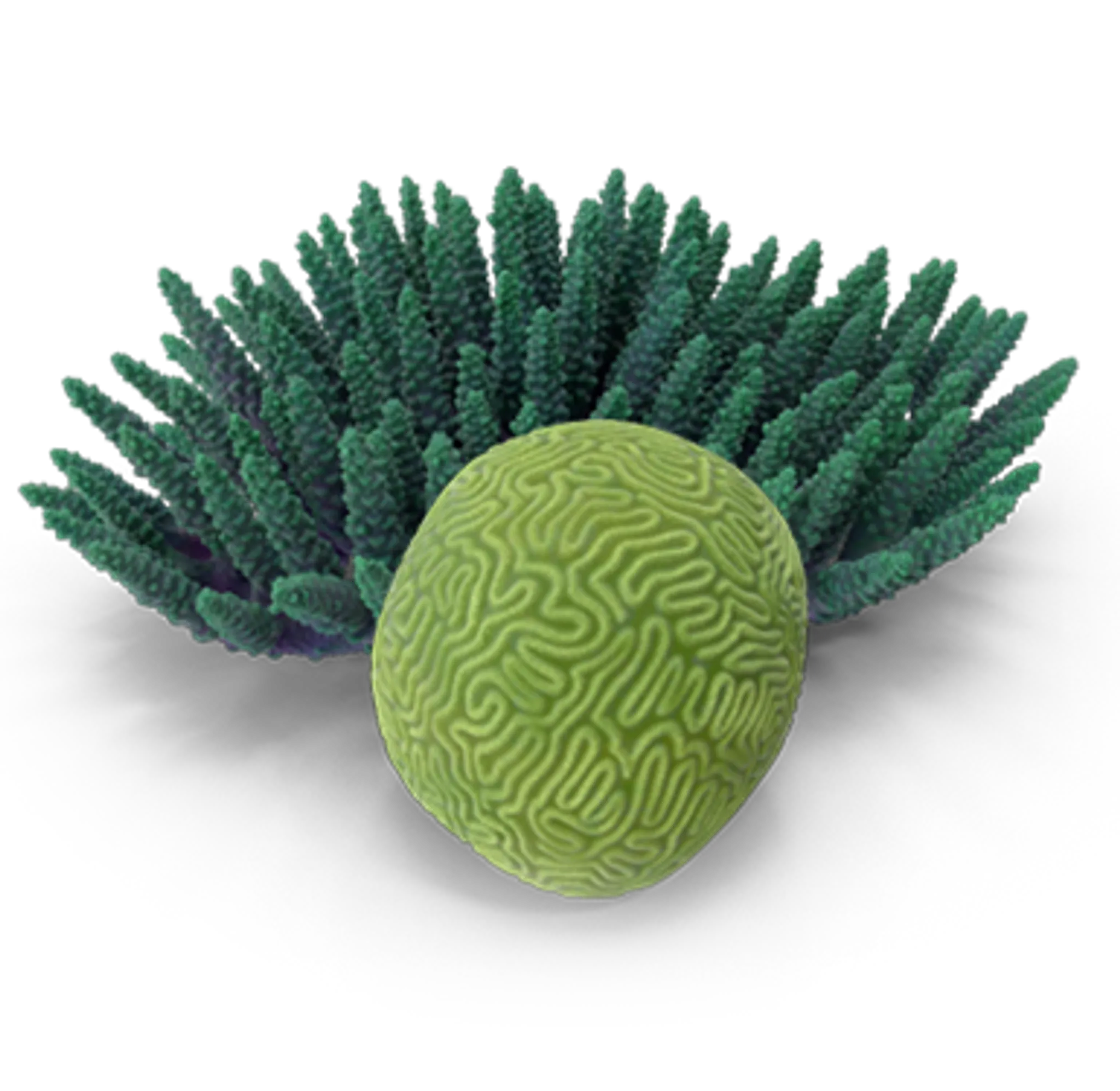 Rock 'N' Critters Marine Aquatics