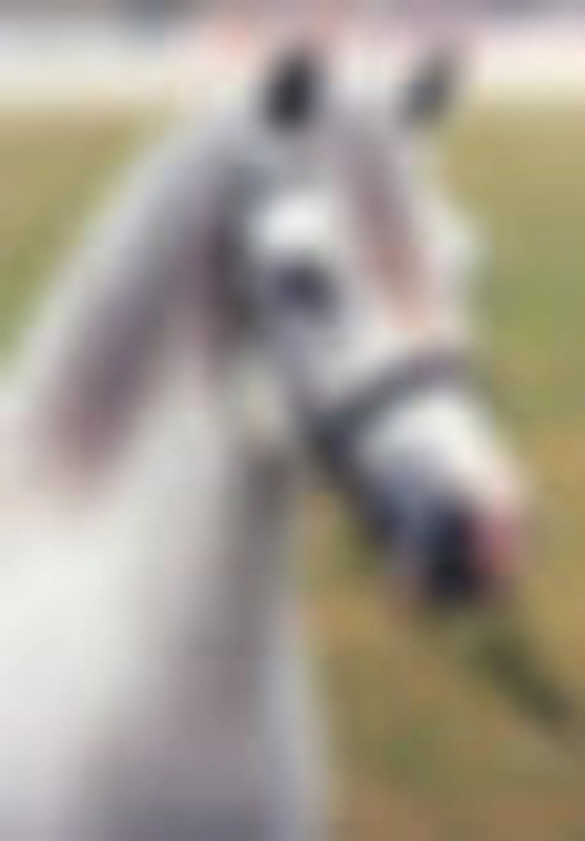 Barakee Welsh Mountain Ponies